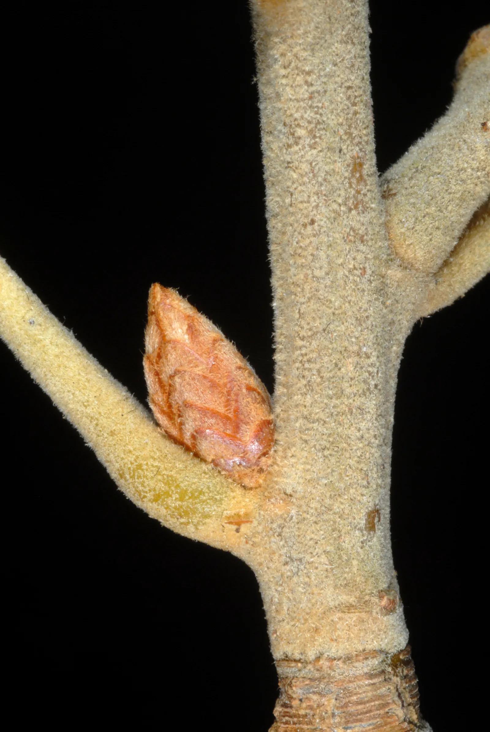 Cherrybark Oak (Quercus Pagoda) — The leaves of this oak are distinct