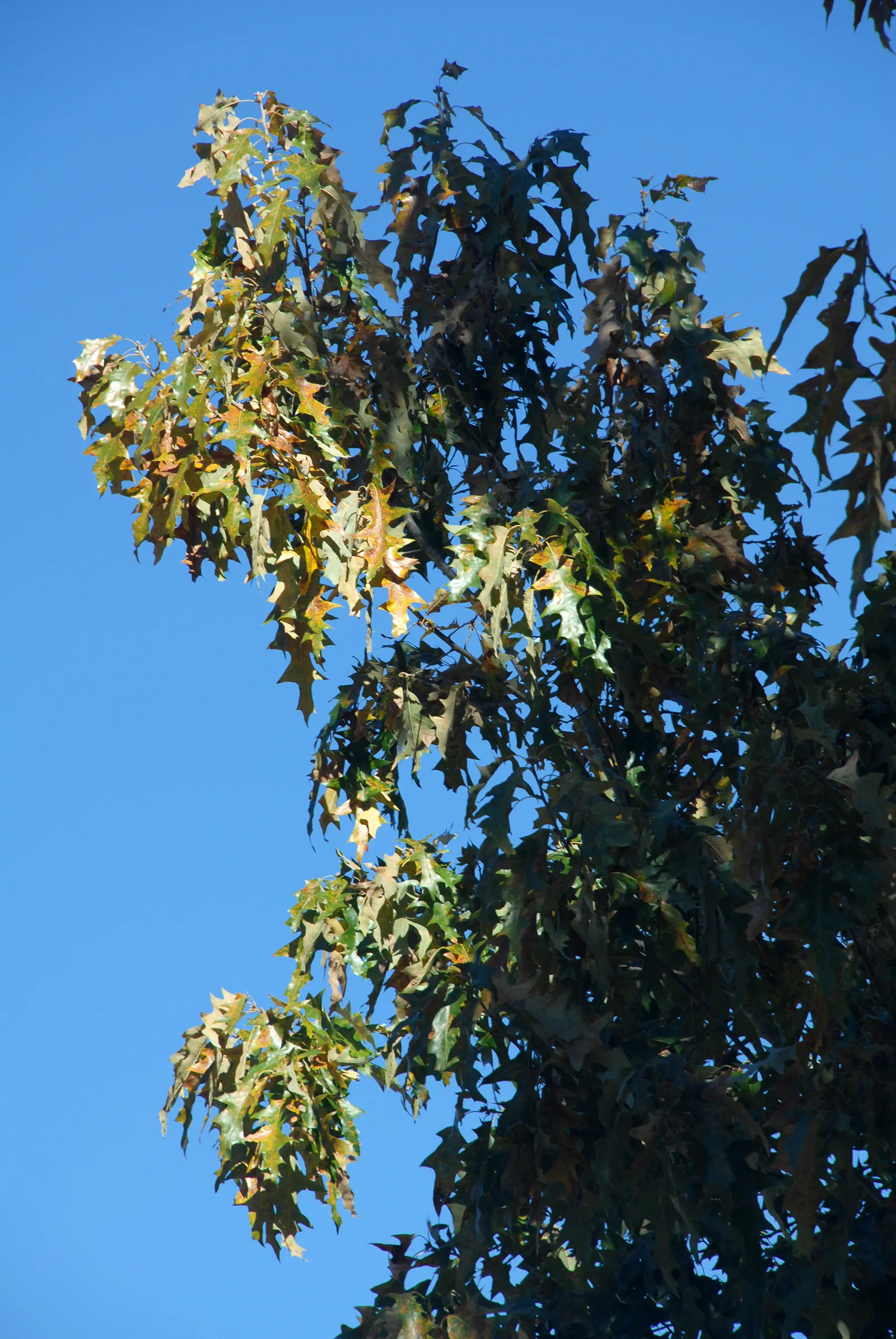Cherrybark Oak (Quercus Pagoda) — is a stately tree prized for its strong wood and vibrant fall coloration; preferring full sun and moist, image 49