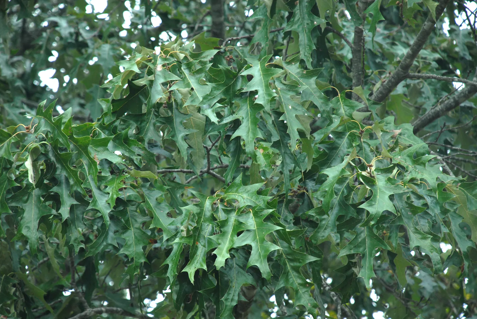 Cherrybark Oak (Quercus Pagoda) — is a splendid tree that offers stately beauty to any landscape design; its glossy, dark green leaves grow to 6 inches and