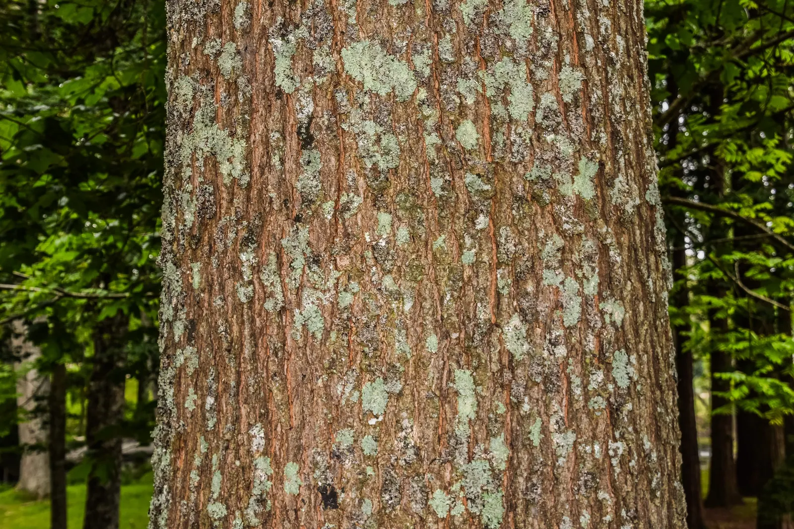 Cherrybark Oak (Quercus Pagoda) — as well as mammals like squirrels and deer