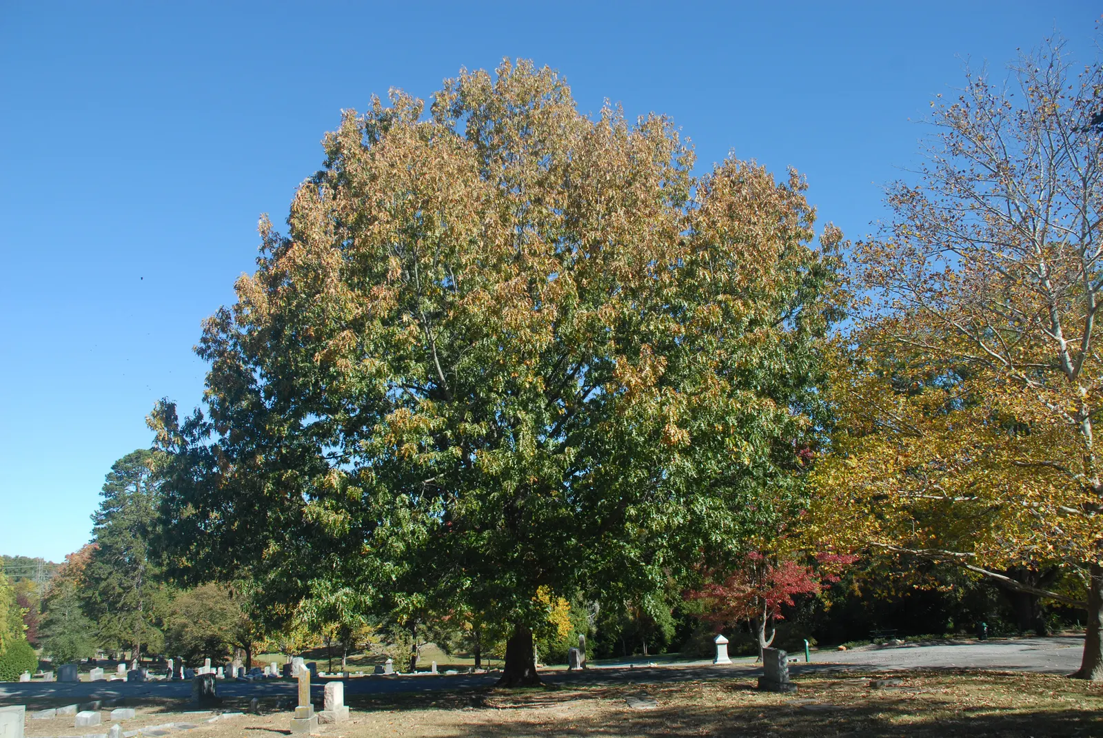 Cherrybark Oak (Quercus Pagoda) — preferring full sun and moist