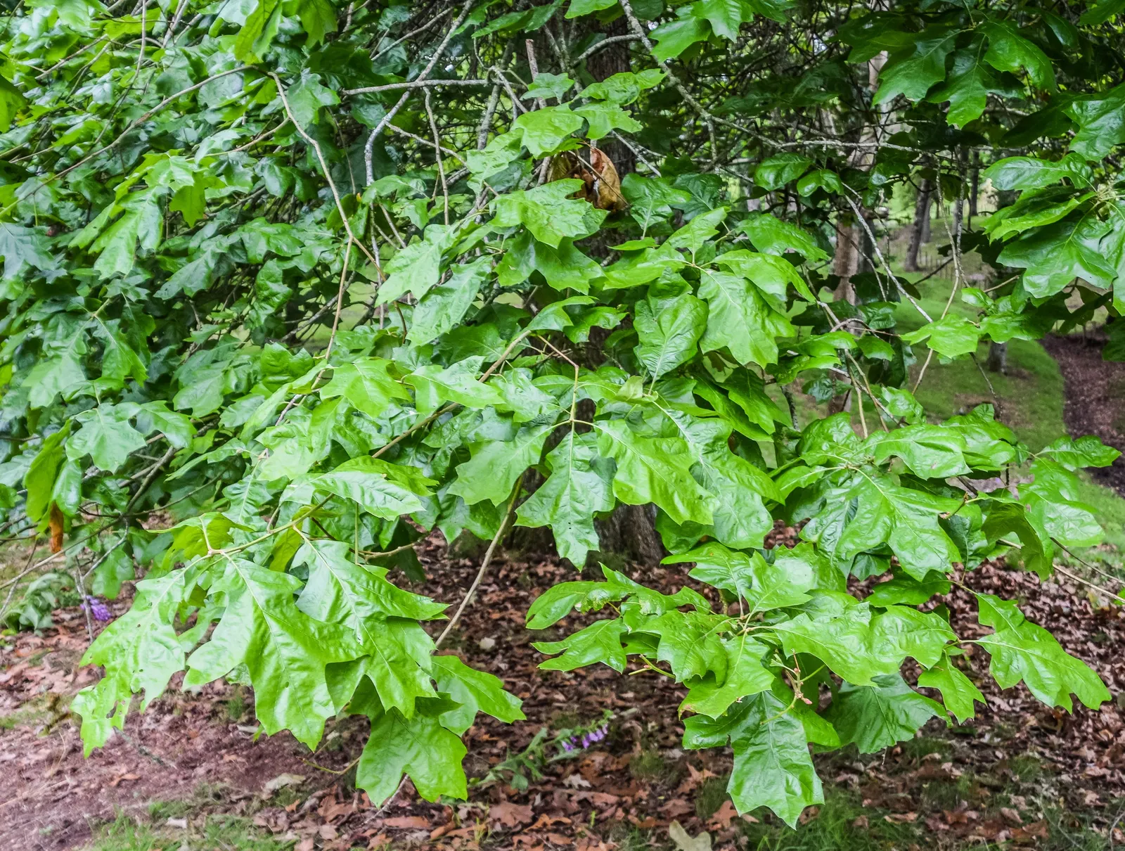 Cherrybark Oak (Quercus Pagoda) — scientifically named Quercus pagoda; consider its generous size