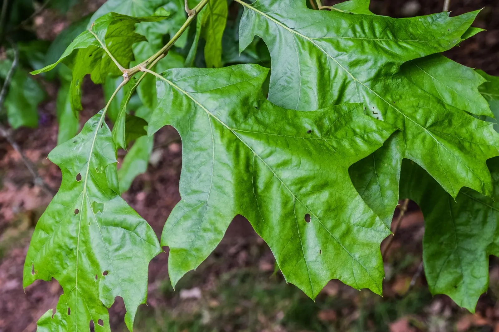 Cherrybark Oak (Quercus Pagoda) — is a stately tree prized for its strong wood and vibrant fall coloration