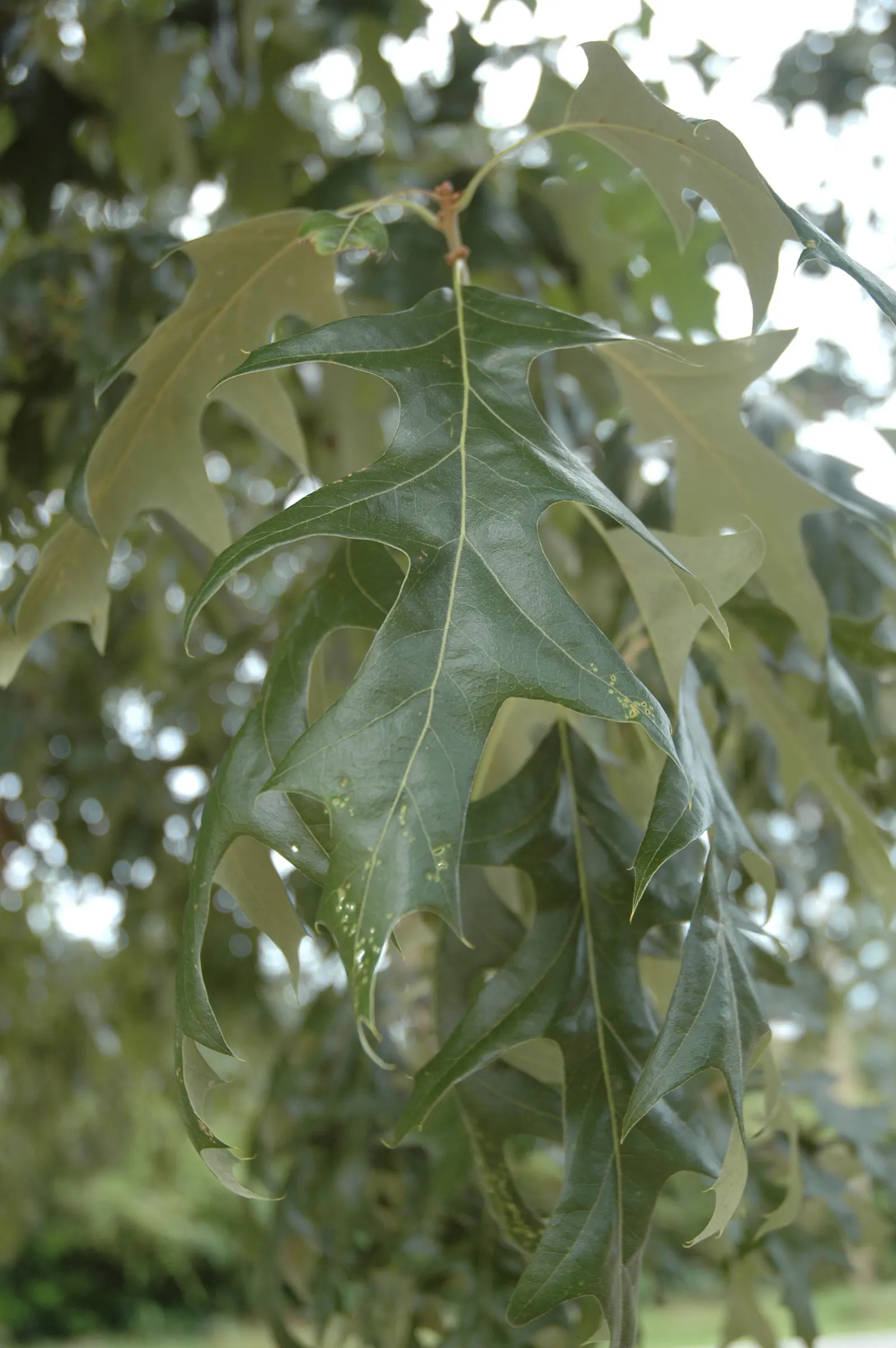 Cherrybark Oak (Quercus Pagoda) — tree for full