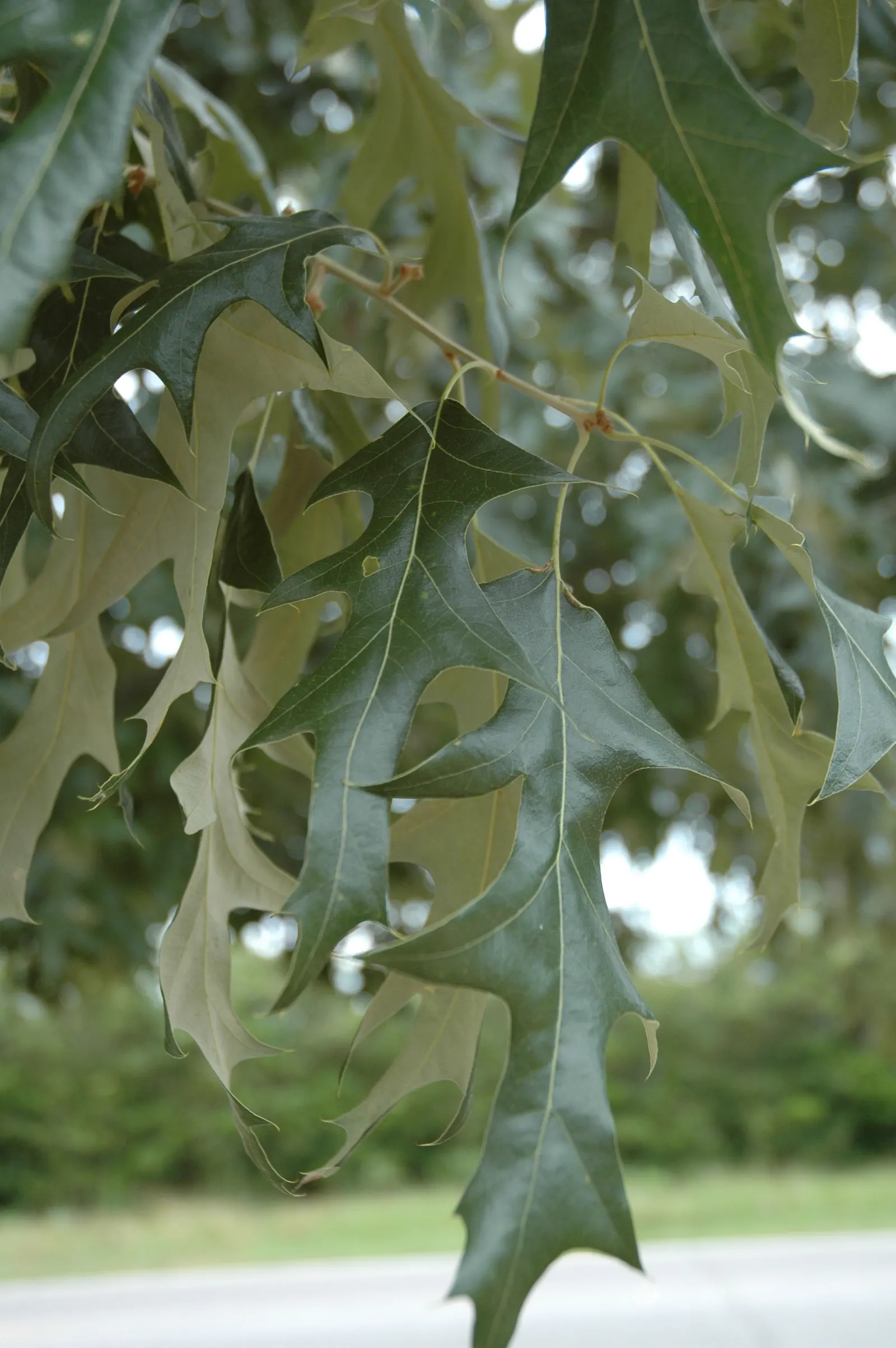Cherrybark Oak (Quercus Pagoda) — As a member of the red oak group; cherrybark Oak forms a rounded to broad-spreading canopy