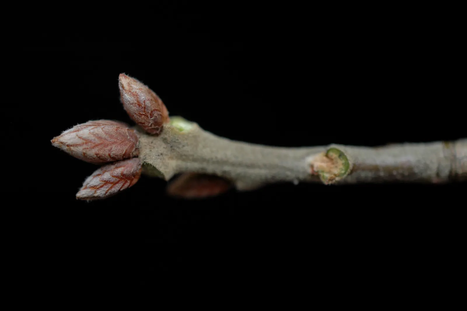 Cherrybark Oak (Quercus Pagoda) — A well-suited specimen for large landscapes, offering grandeur and seasonal interest