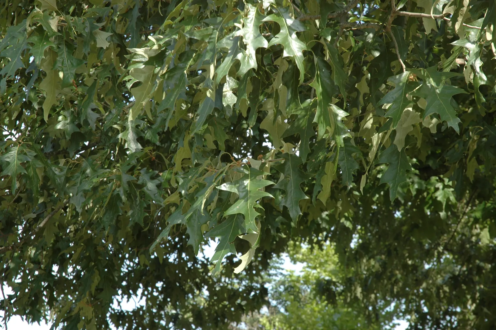 Cherrybark Oak (Quercus Pagoda) — When choosing a Cherrybark Oak for your design