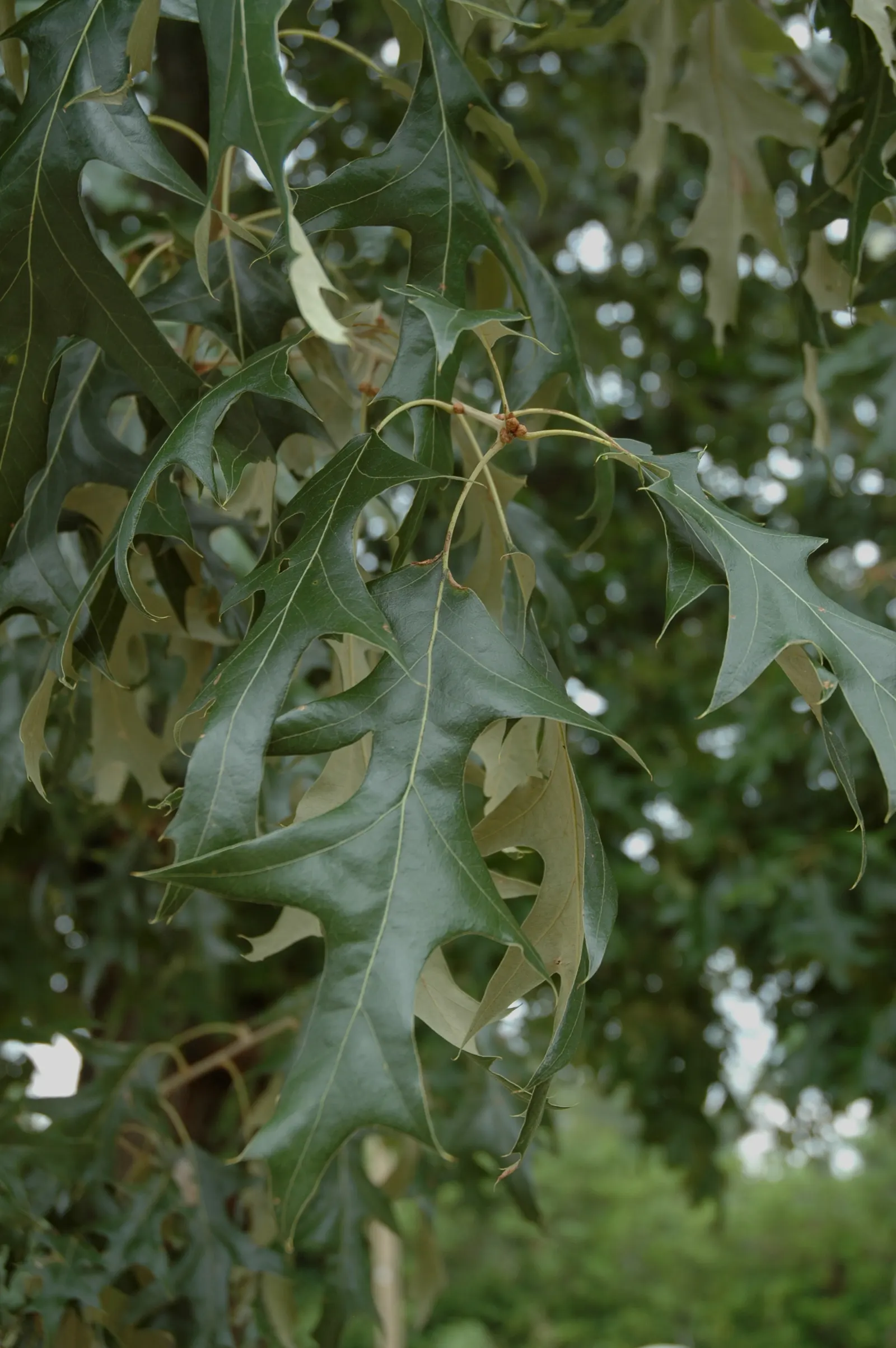 Cherrybark Oak (Quercus Pagoda) — A well-suited specimen for large landscapes, offering grandeur and seasonal interest; turning to a vibrant red or orange in