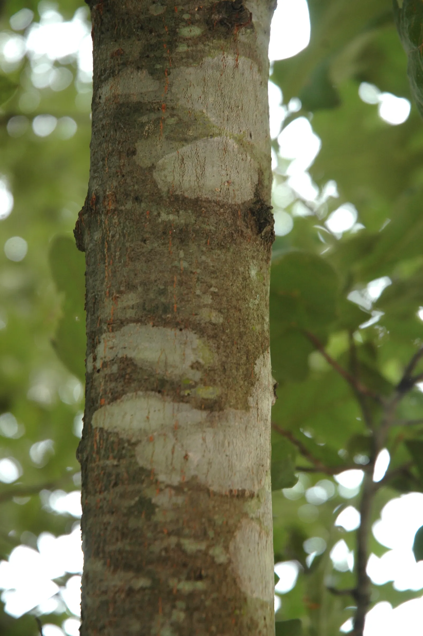 Cherrybark Oak (Quercus Pagoda) — it is noted for its attractive; it provides acorns as a food source for birds such as wild turkeys