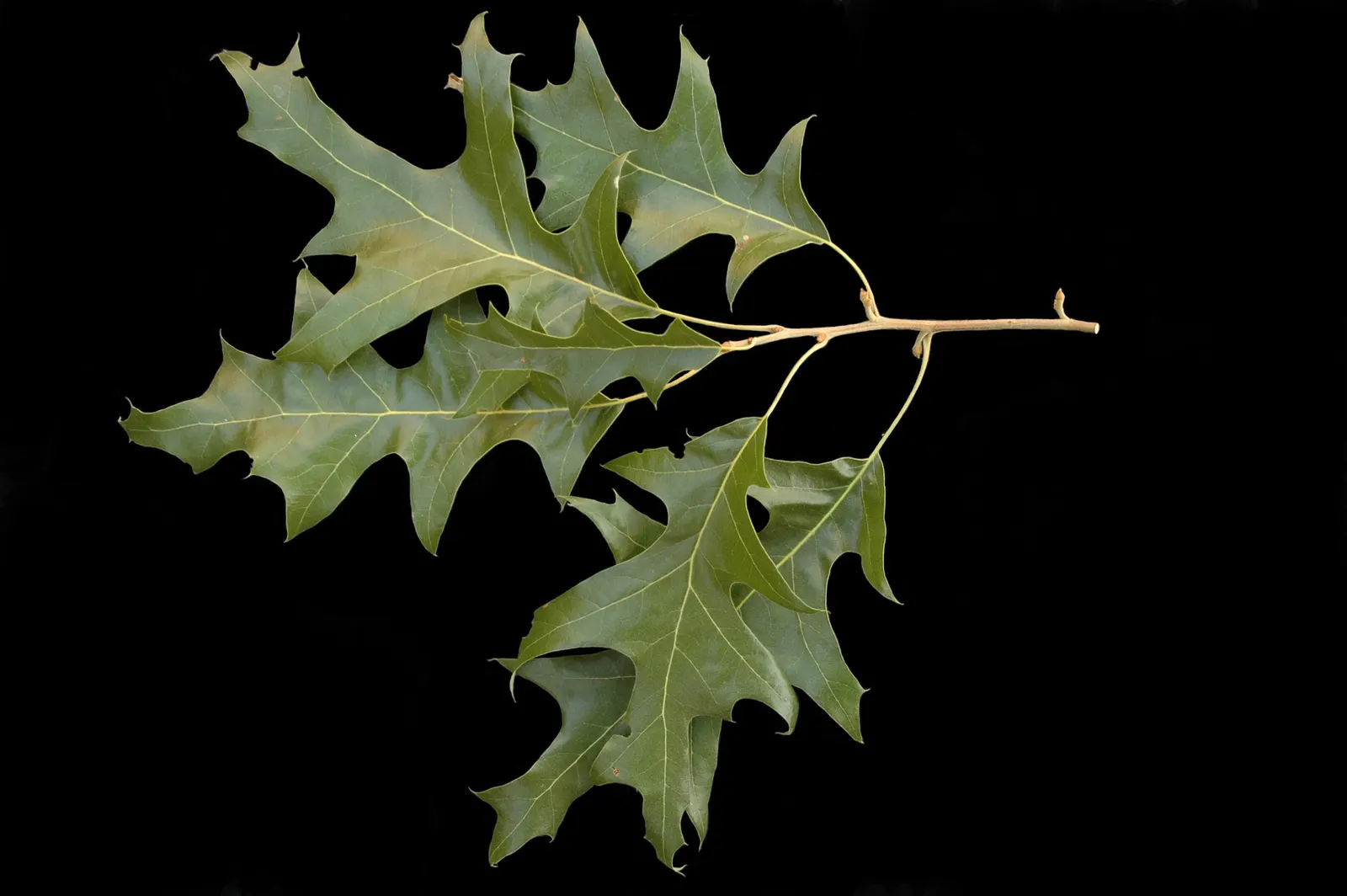 Cherrybark Oak (Quercus Pagoda) — Its glossy, dark green leaves grow to 6 inches and transform to brilliant reds in fall; is a splendid tree that, image 53
