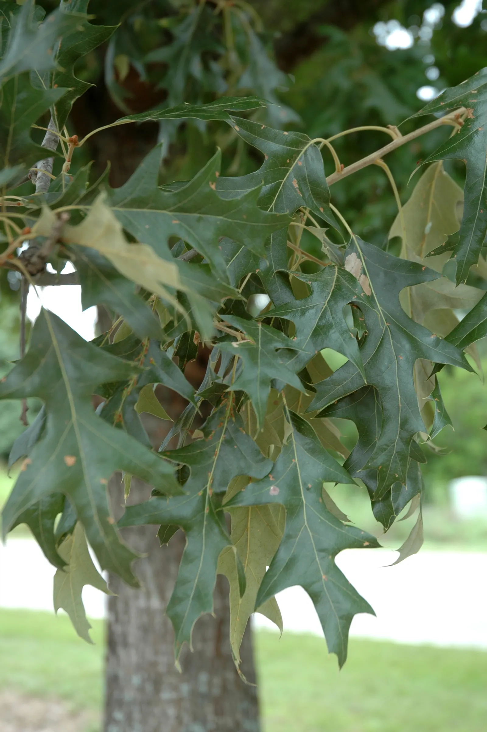 Cherrybark Oak (Quercus Pagoda) — this oak thrives in zones 6-9; although it can adapt to a range of soil conditions