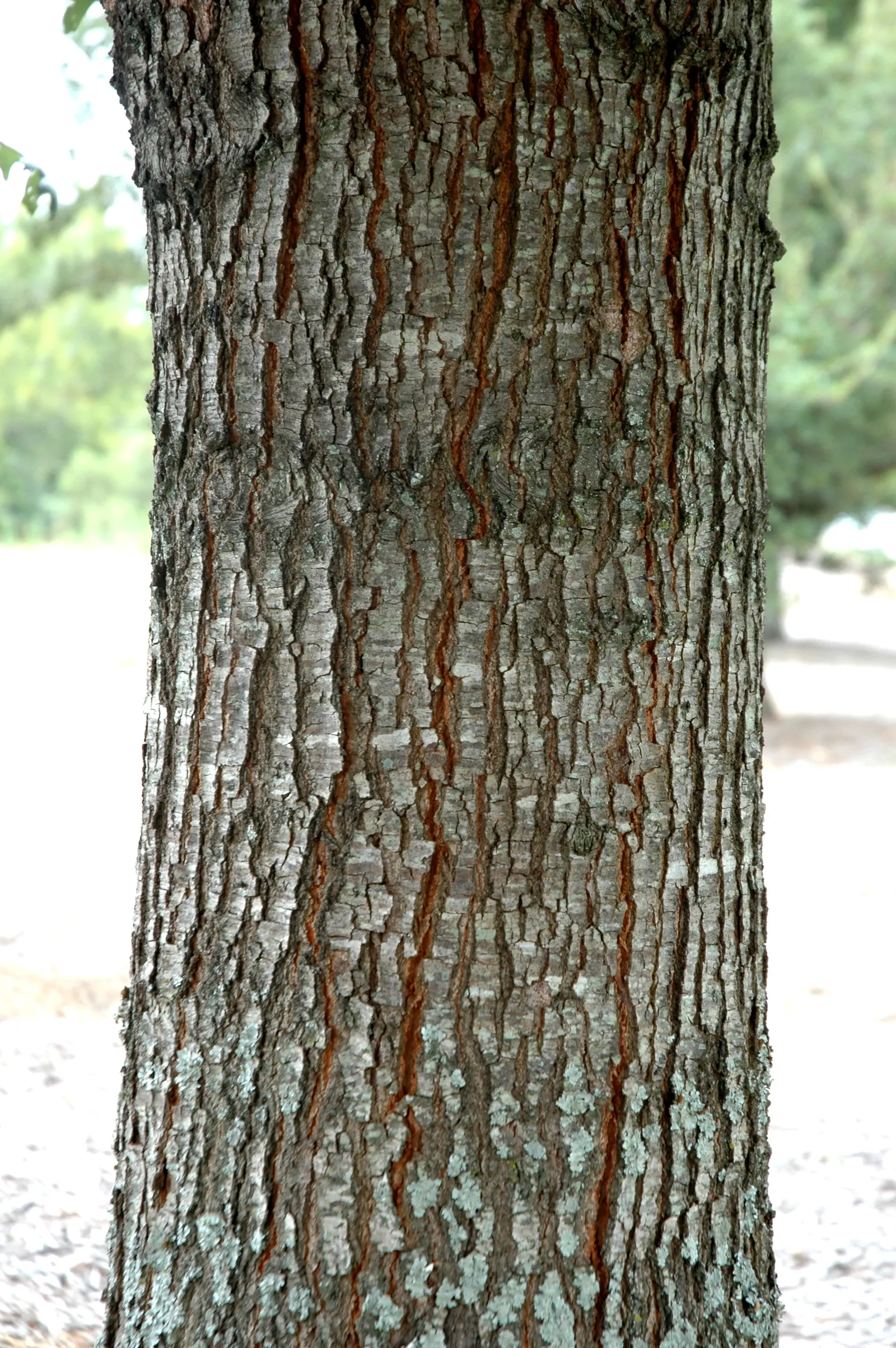 Cherrybark Oak (Quercus Pagoda) — Its glossy, dark green leaves grow to 6 inches and transform to brilliant reds in fall