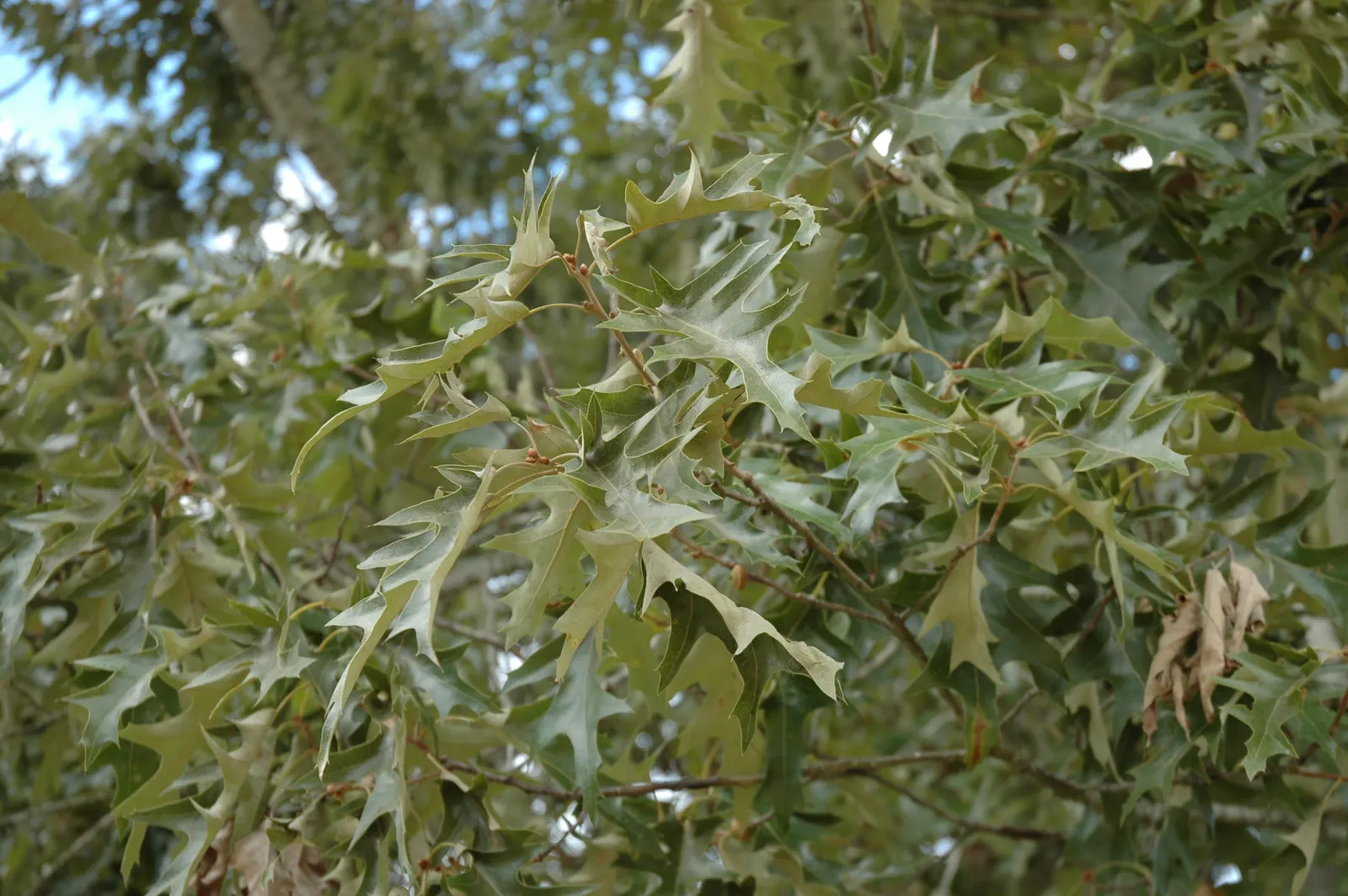 Cherrybark Oak (Quercus Pagoda) — it's important to note that Quercus pagoda thrives in full sun to partial shade and prefers moist
