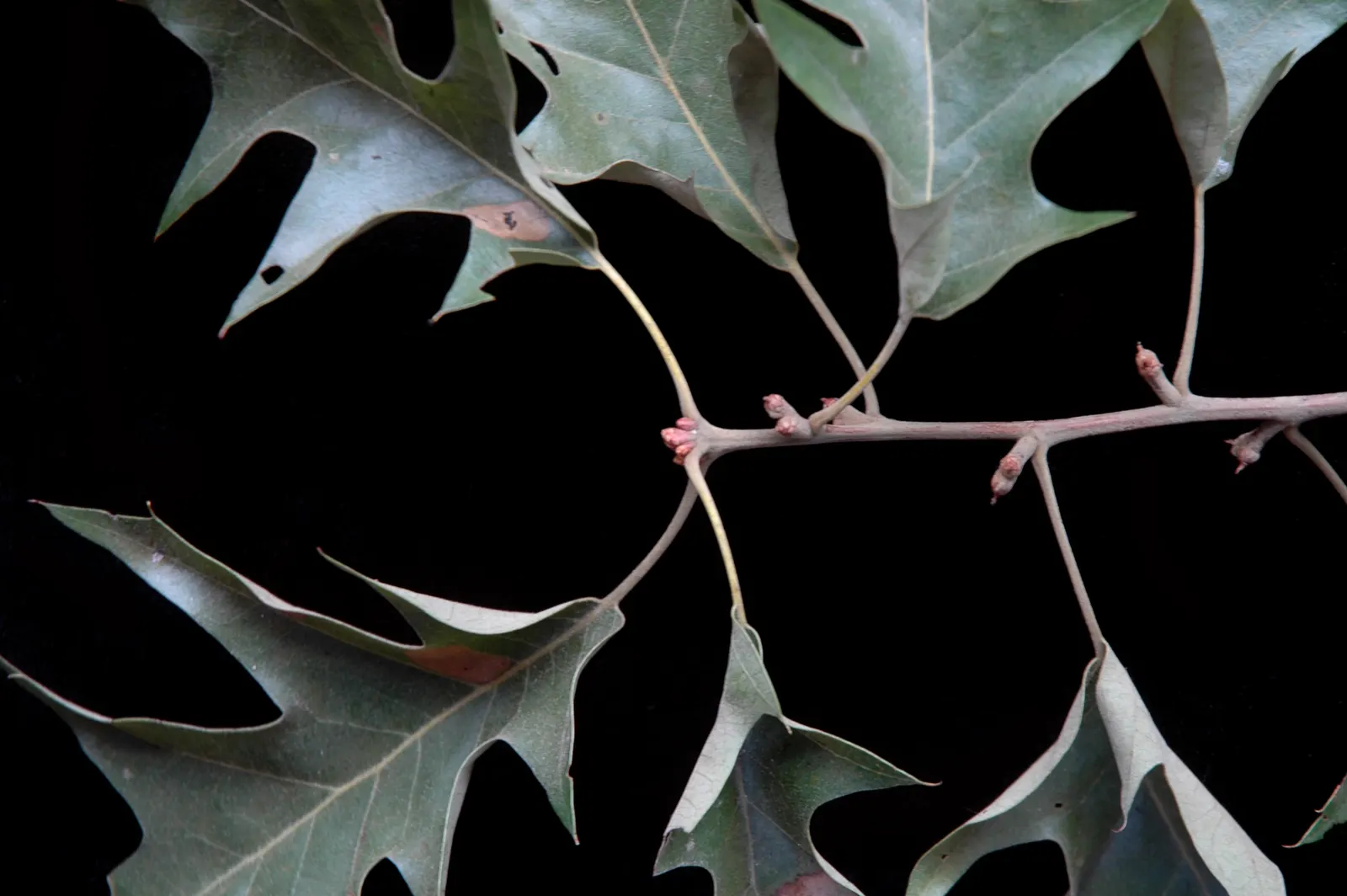 Cherrybark Oak (Quercus Pagoda) — It provides acorns as a food source for birds such as wild turkeys