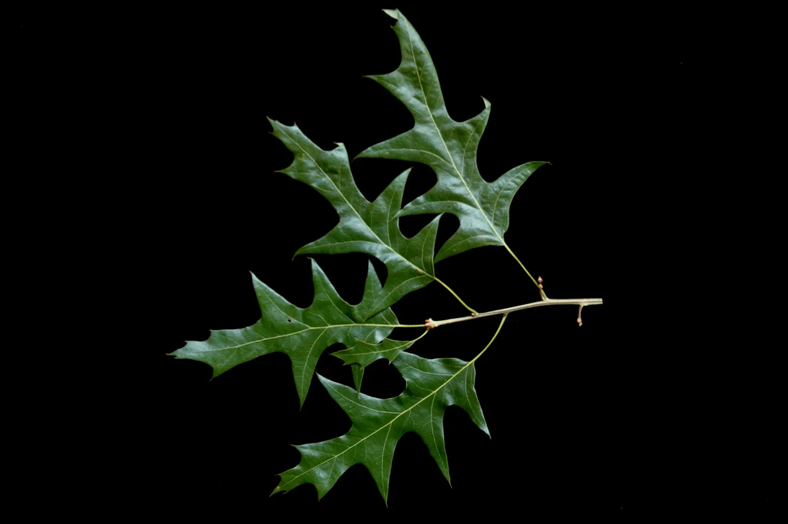 Cherrybark Oak (Quercus Pagoda) — is a splendid tree that offers stately beauty to any landscape design
