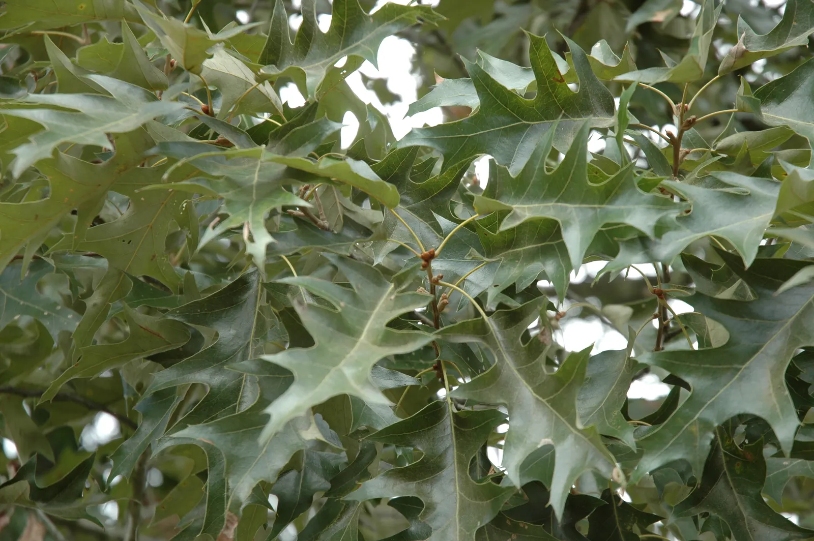Cherrybark Oak (Quercus Pagoda) — with their glossy green surface and pagoda-like lobes; making sure there's enough room for the tree to mature fully so it can
