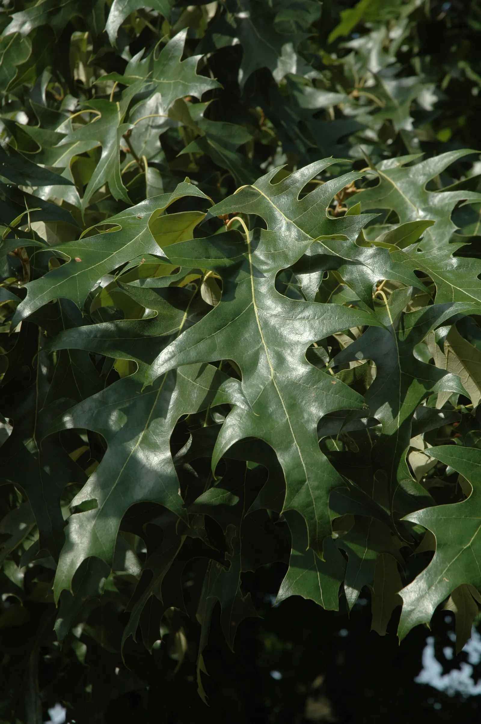 Cherrybark Oak (Quercus Pagoda) — although it can adapt to a range of soil conditions; this oak thrives in zones 6-9