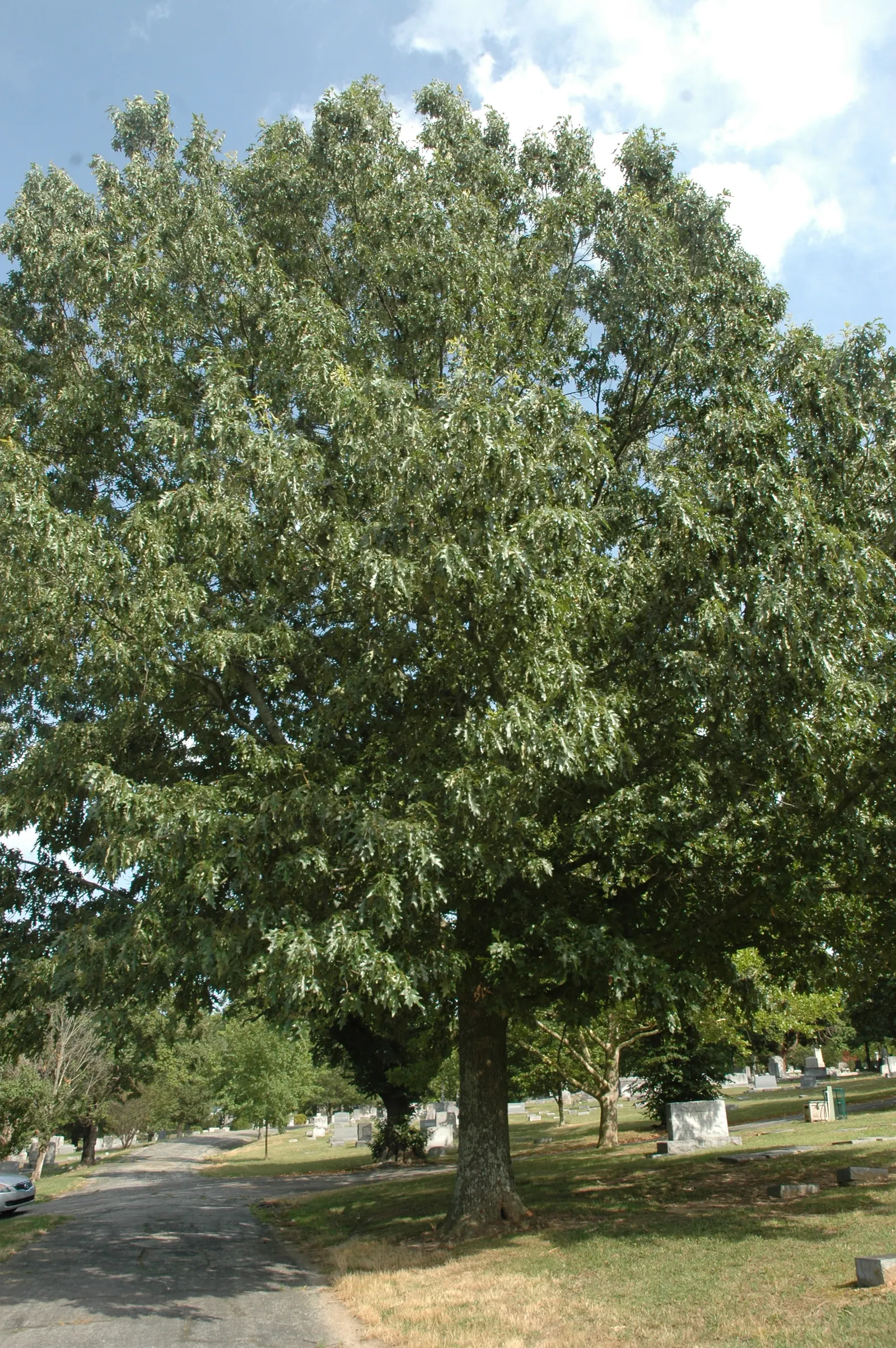 Cherrybark Oak (Quercus Pagoda) — As a member of the red oak group
