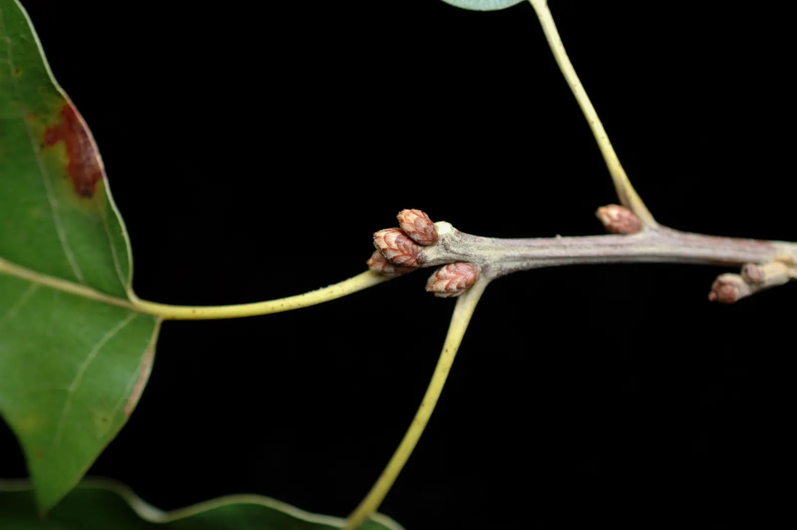 Cherrybark Oak (Quercus Pagoda) — When choosing a Cherrybark Oak for your design; tree for full