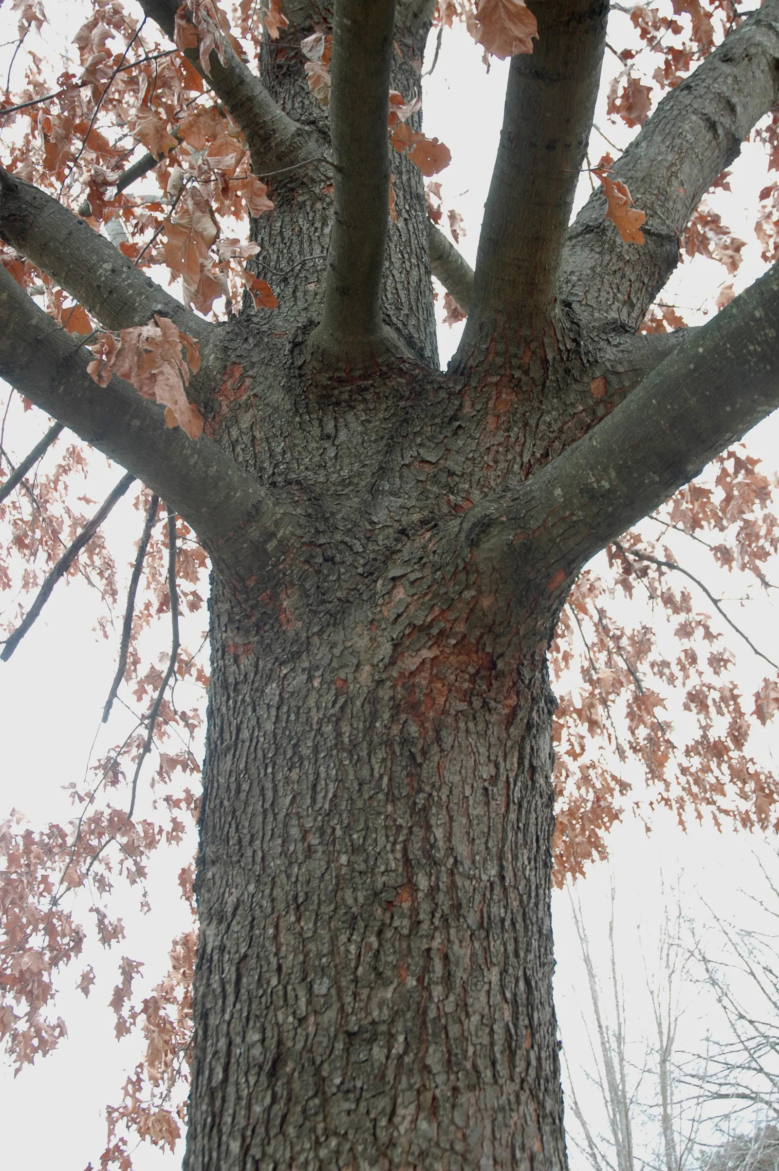 Cherrybark Oak (Quercus Pagoda) — The leaves of this oak are distinct; providing a burst of seasonal color.<br><br>For designers
