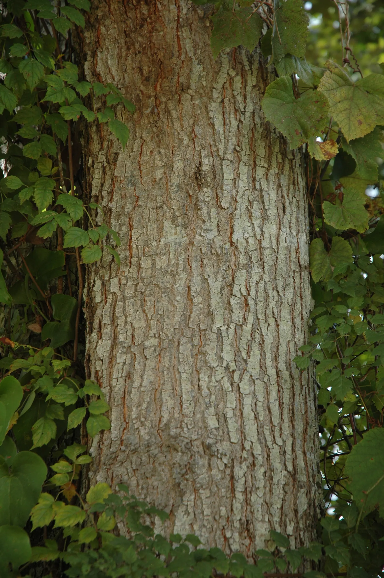 Cherrybark Oak (Quercus Pagoda) — it's important to note that Quercus pagoda thrives in full sun to partial shade and prefers moist; as well as mammals like
