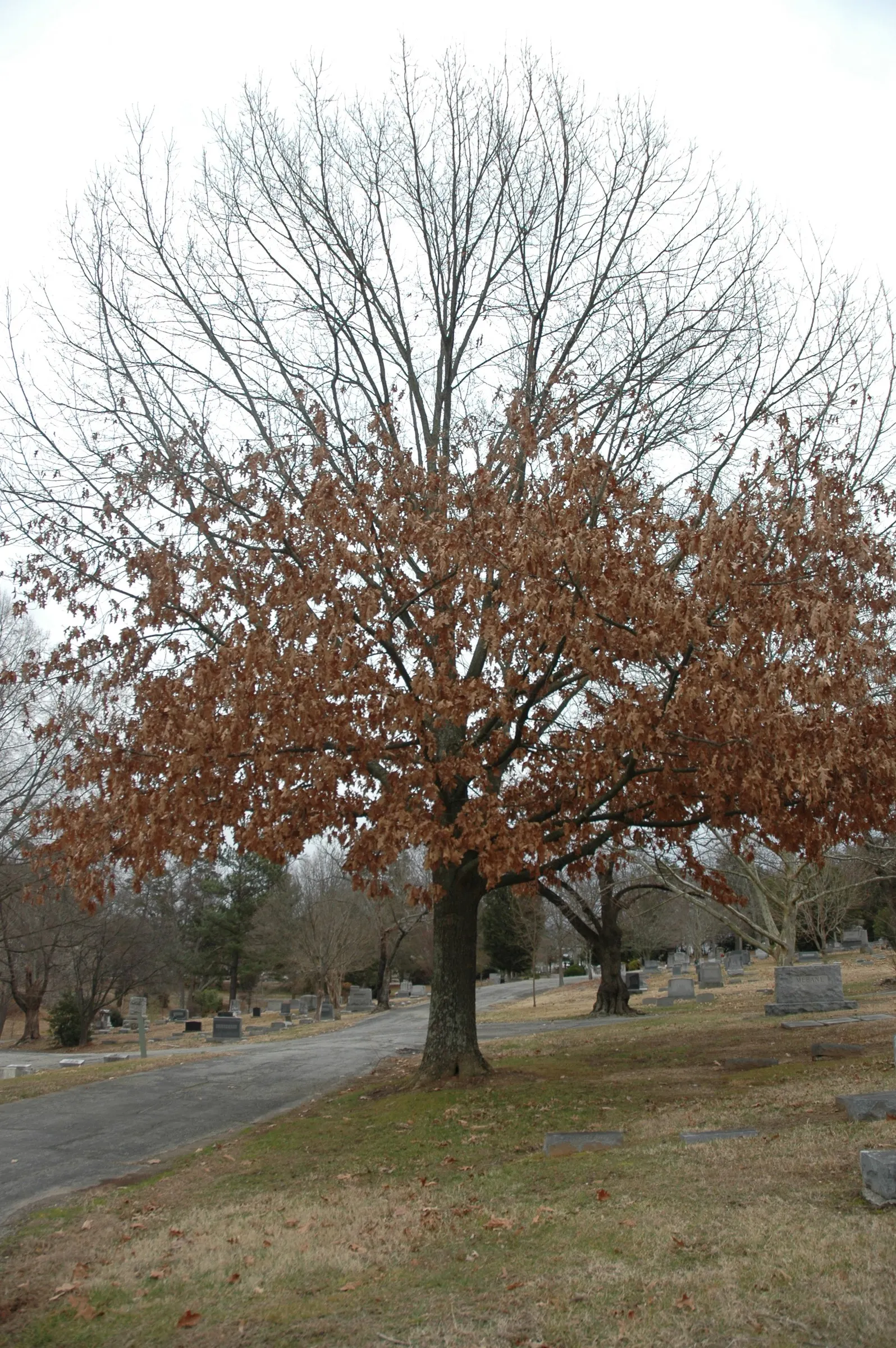 Cherrybark Oak (Quercus Pagoda) — this oak thrives in zones 6-9; although it can adapt to a range of soil conditions, image 51