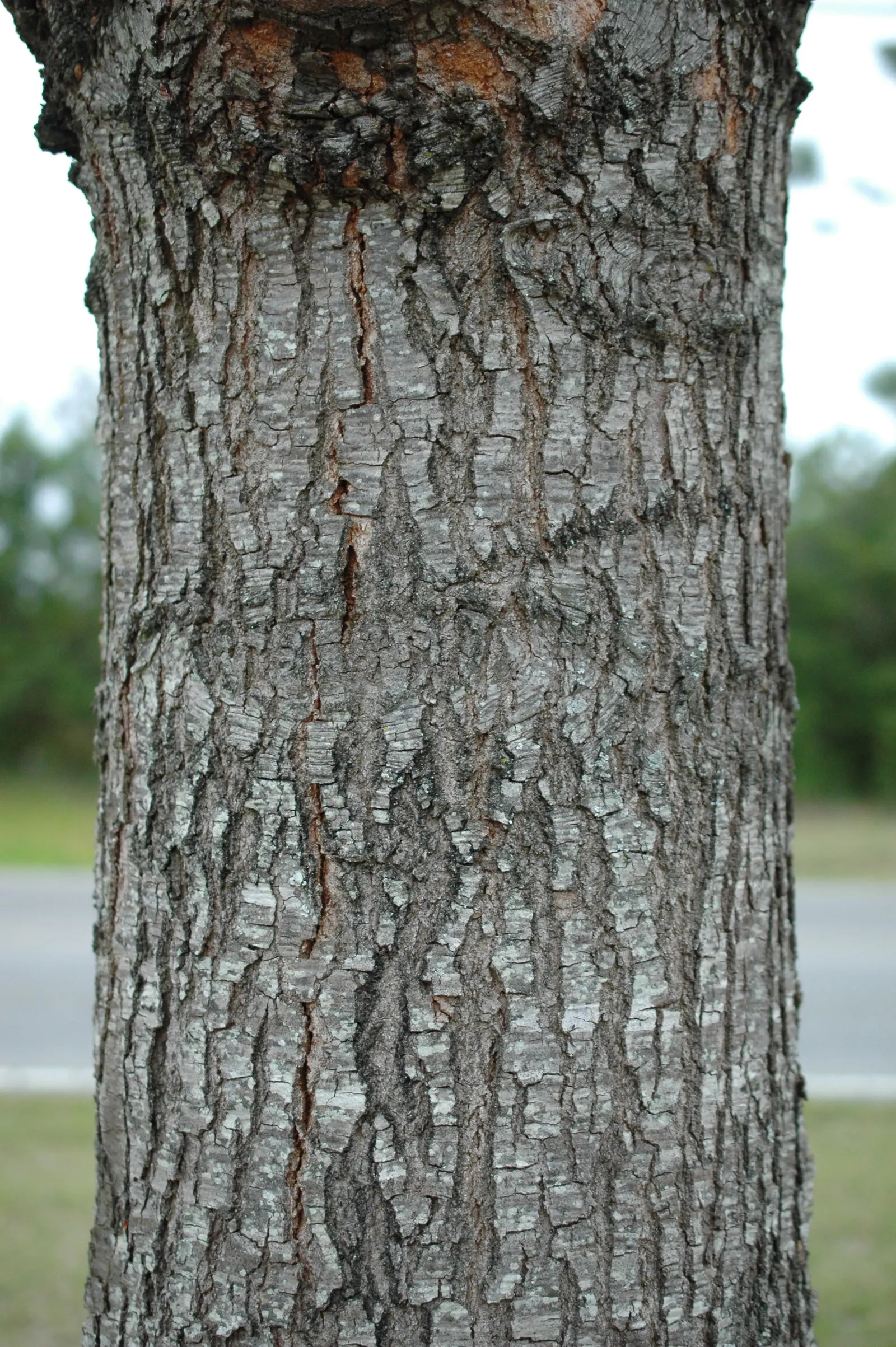 Cherrybark Oak (Quercus Pagoda) — turning to a vibrant red or orange in the fall
