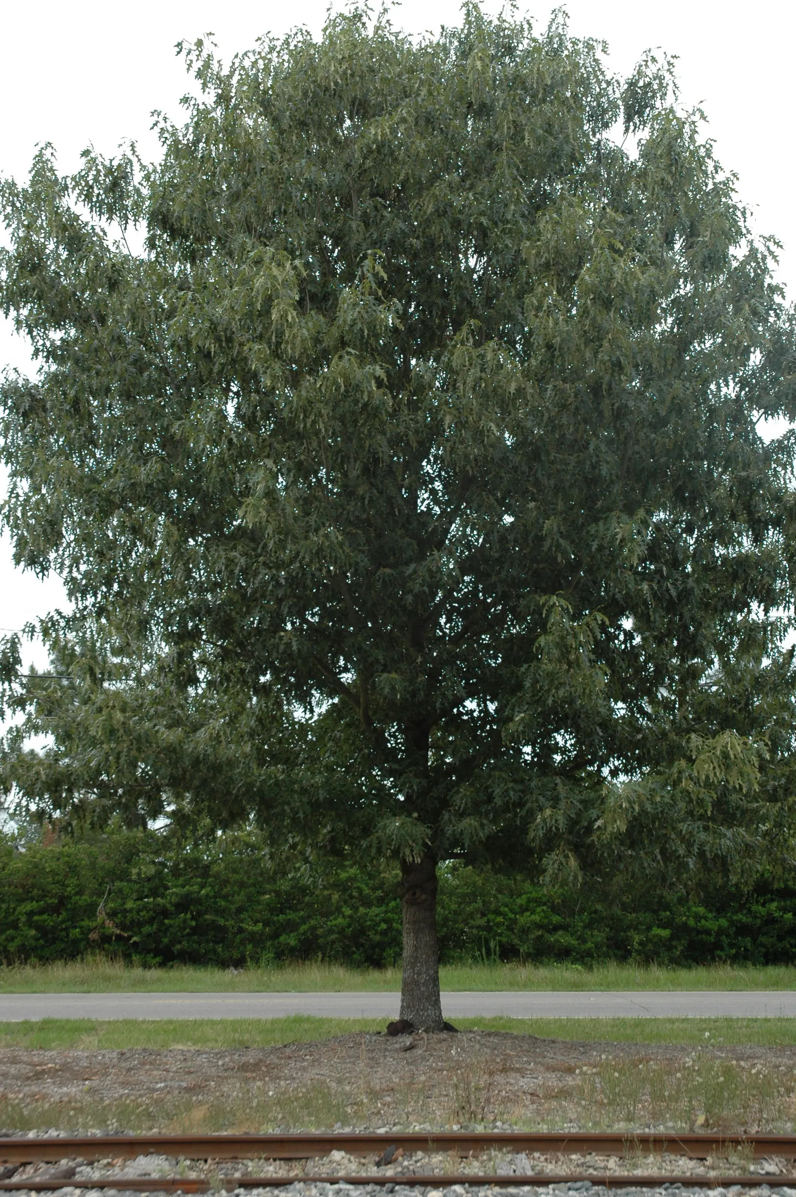 Cherrybark Oak (Quercus Pagoda) — making sure there's enough room for the tree to mature fully so it can be enjoyed for generations to come; with their glossy