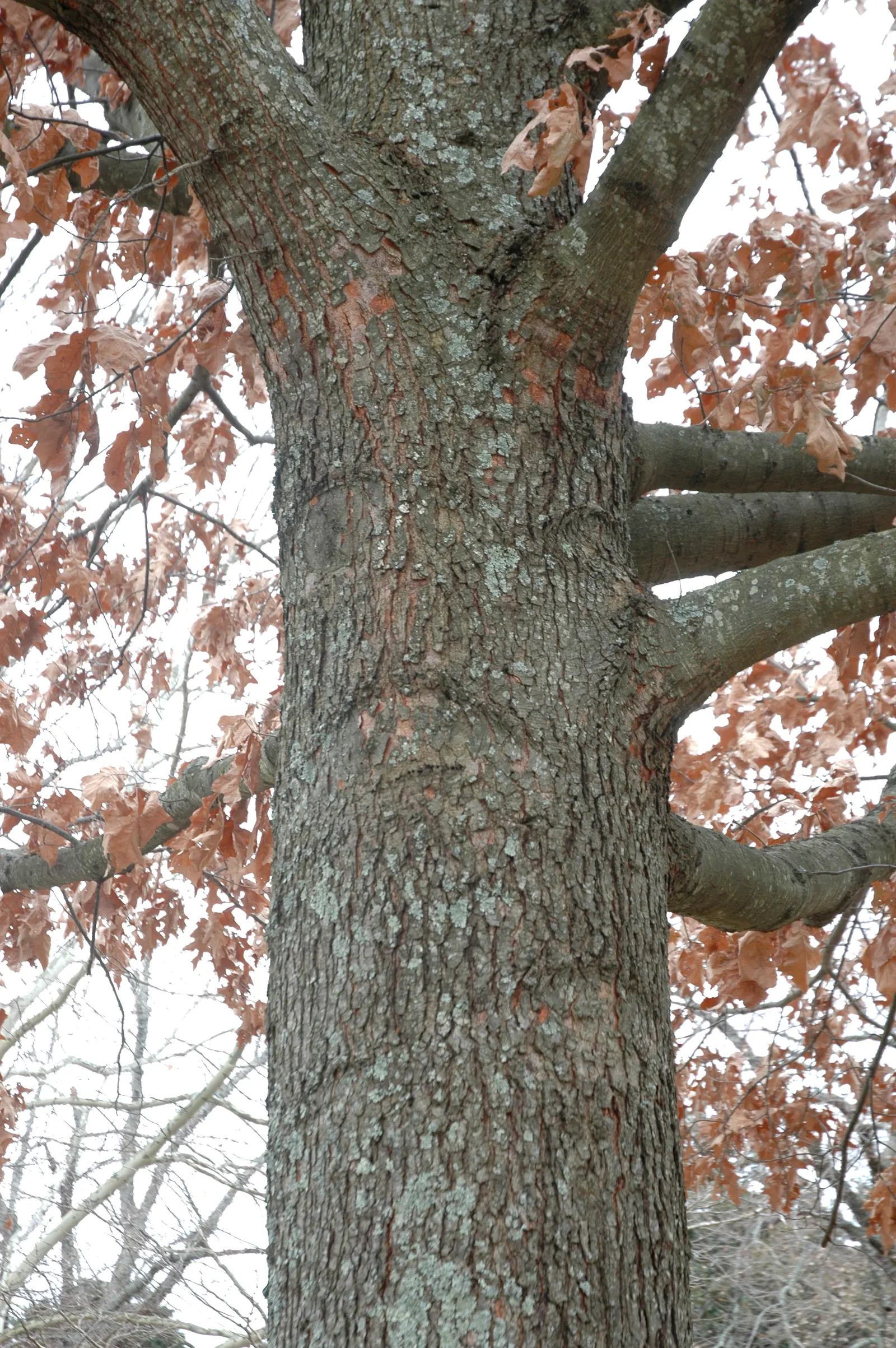 Cherrybark Oak (Quercus Pagoda) — Maturing to 70-80 feet with a spread of 40-50 feet