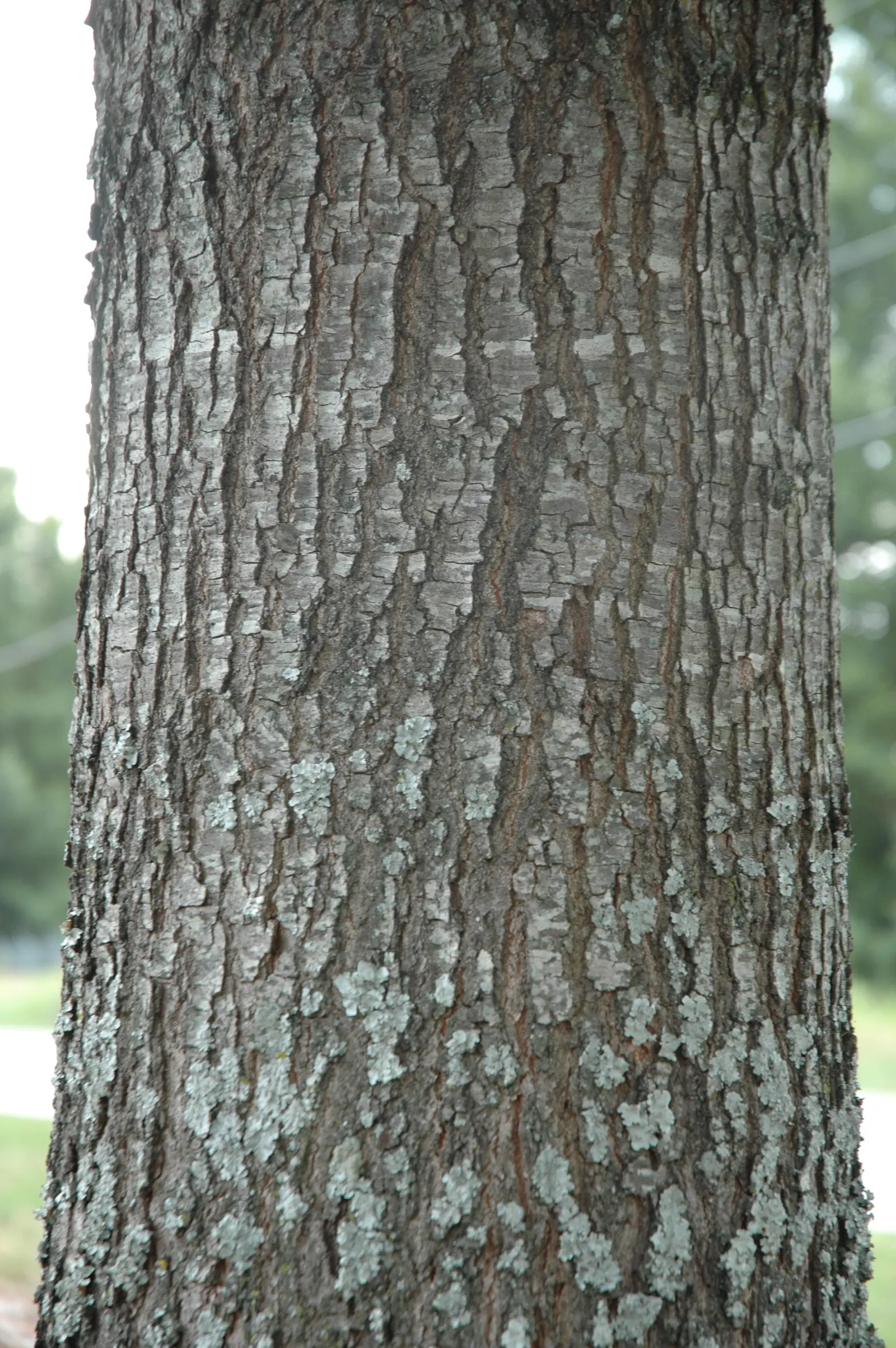 Cherrybark Oak (Quercus Pagoda) — Cherrybark Oak forms a rounded to broad-spreading canopy