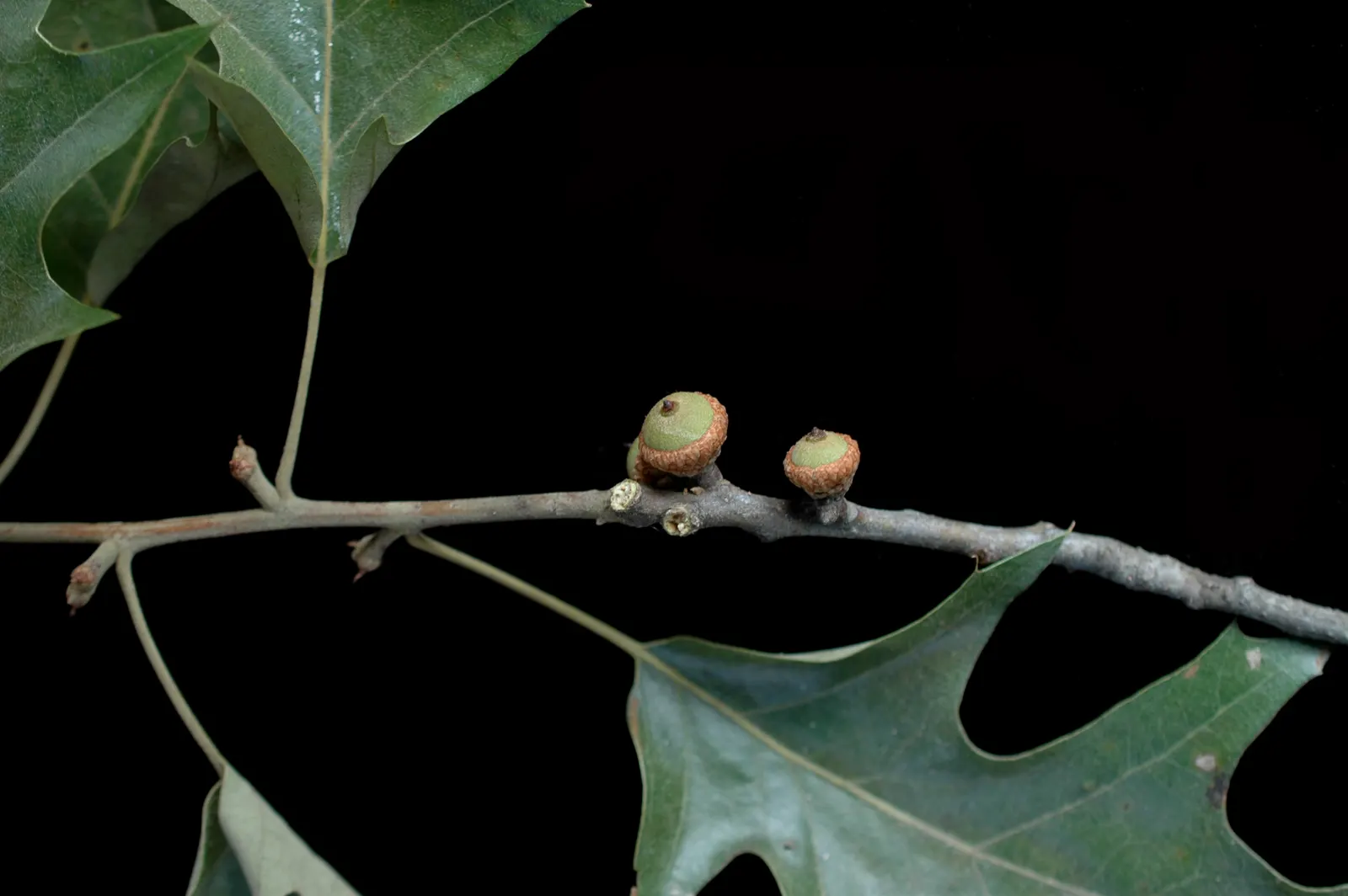 Cherrybark Oak (Quercus Pagoda) — although it can adapt to a range of soil conditions