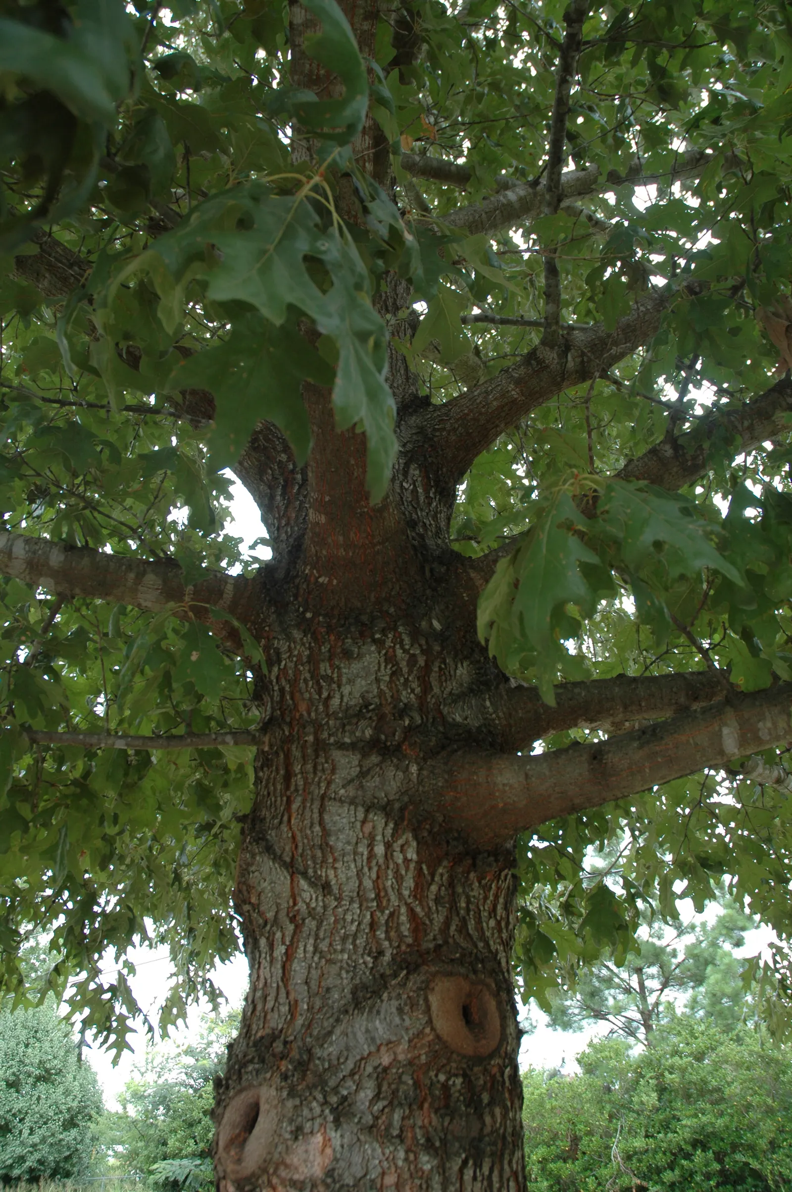 Cherrybark Oak (Quercus Pagoda) — this oak thrives in zones 6-9