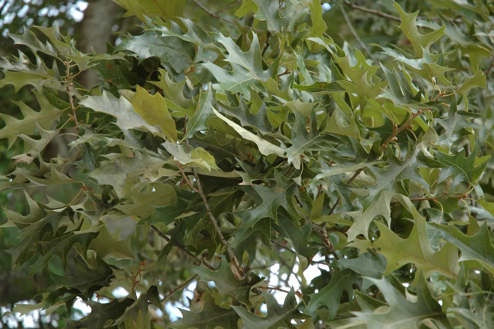 Cherrybark Oak (Quercus Pagoda) — preferring full sun and moist; is a stately tree prized for its strong wood and vibrant fall coloration