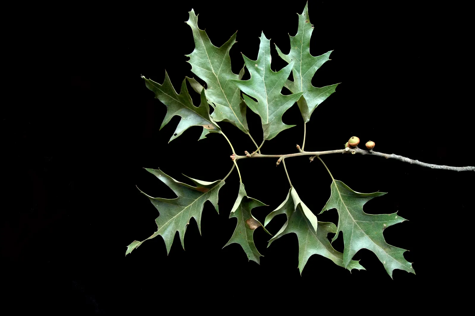 Cherrybark Oak (Quercus Pagoda) — Maturing to 70-80 feet with a spread of 40-50 feet; cherry-like bark that is smooth and dark gray when young, image 50