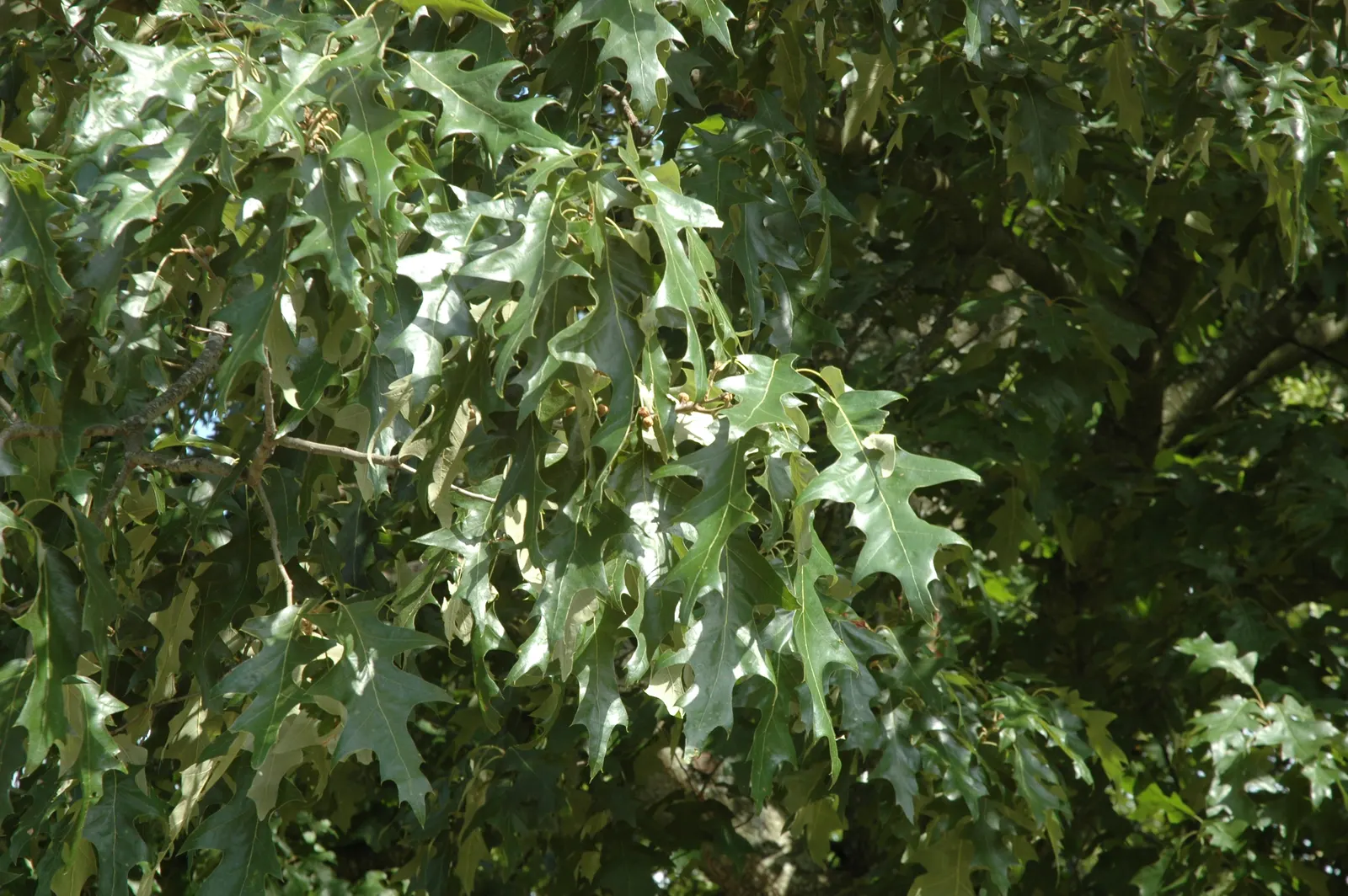Cherrybark Oak (Quercus Pagoda) — tree for full; when choosing a Cherrybark Oak for your design