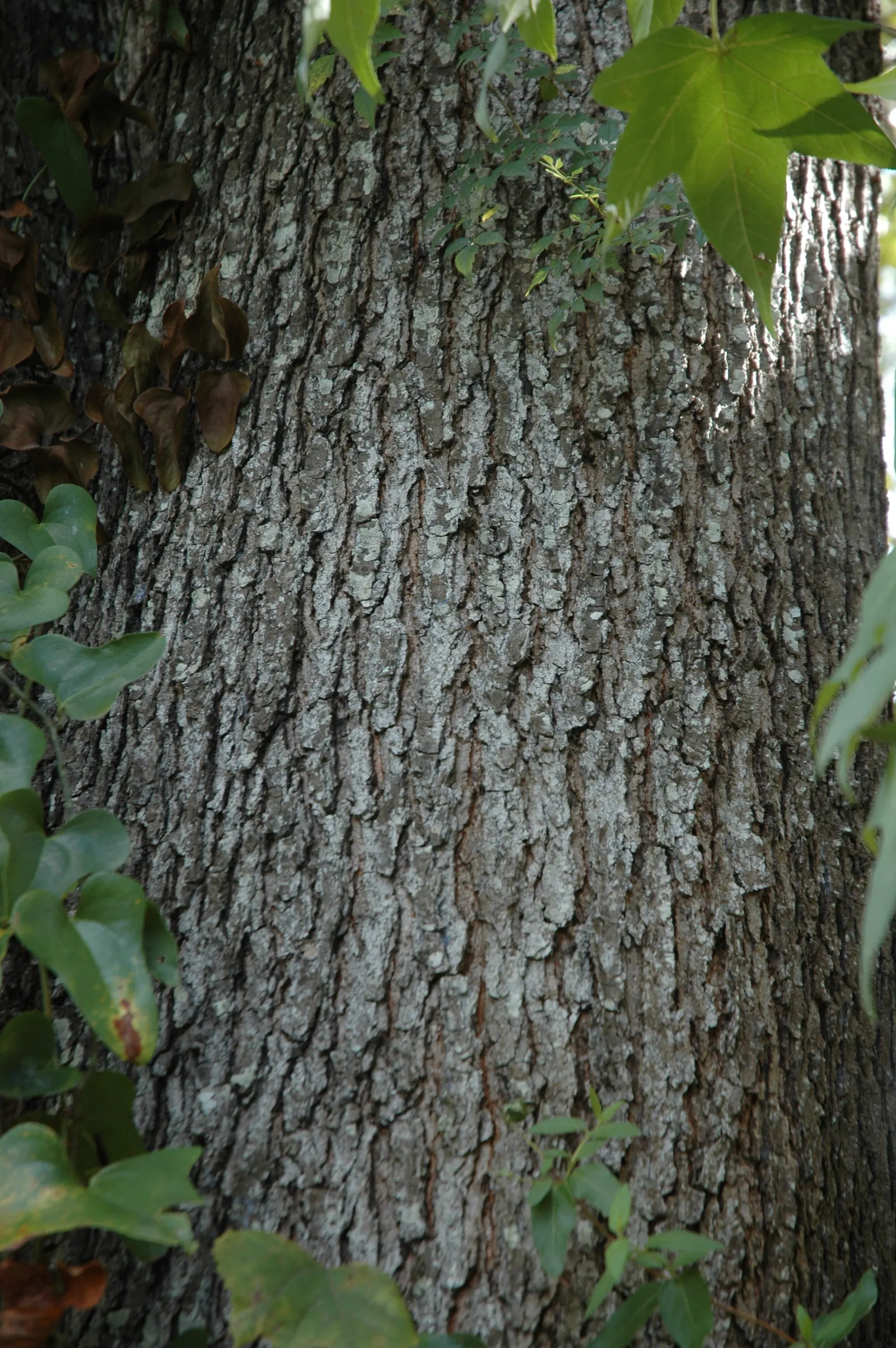 Cherrybark Oak (Quercus Pagoda) — as well as mammals like squirrels and deer; it's important to note that Quercus pagoda thrives in full sun to partial shade