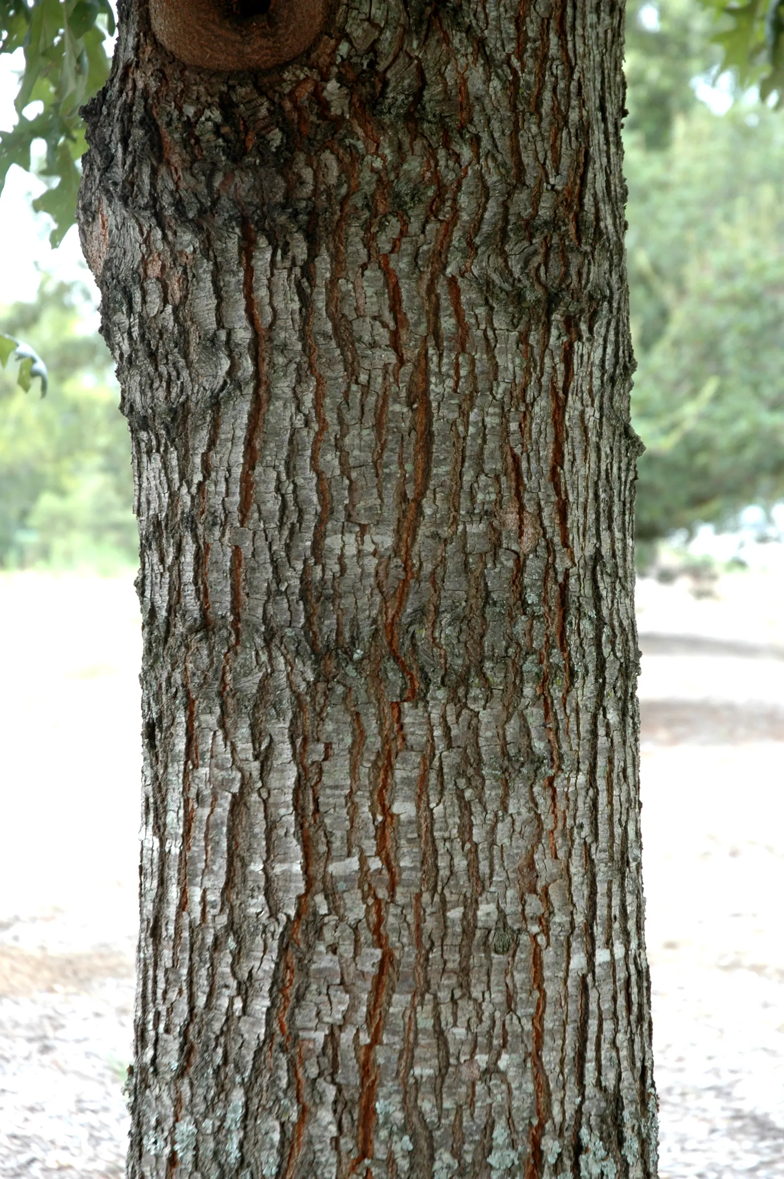 Cherrybark Oak (Quercus Pagoda) — Maturing to 70-80 feet with a spread of 40-50 feet; cherry-like bark that is smooth and dark gray when young