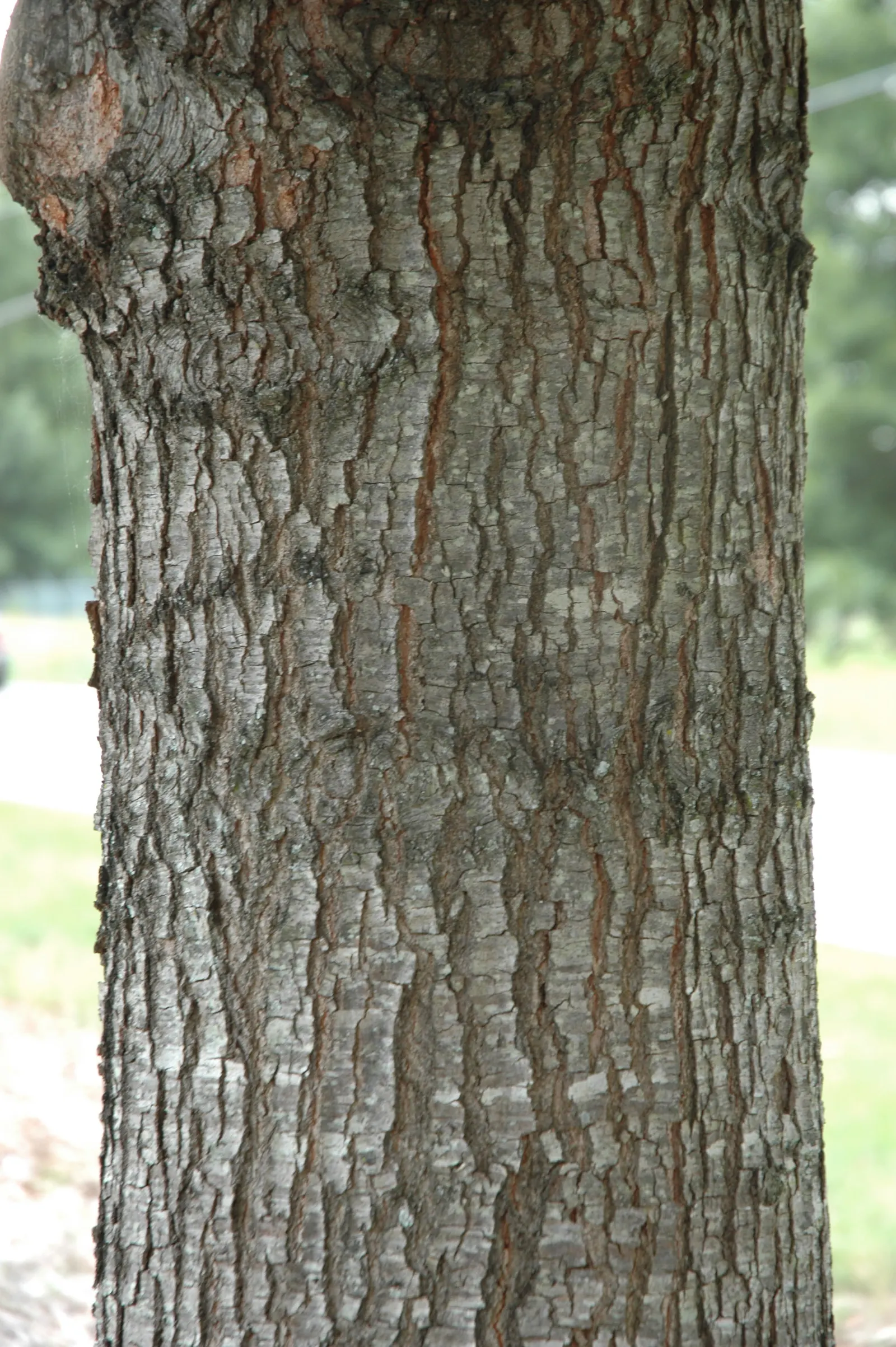 Cherrybark Oak (Quercus Pagoda) — scientifically named Quercus pagoda