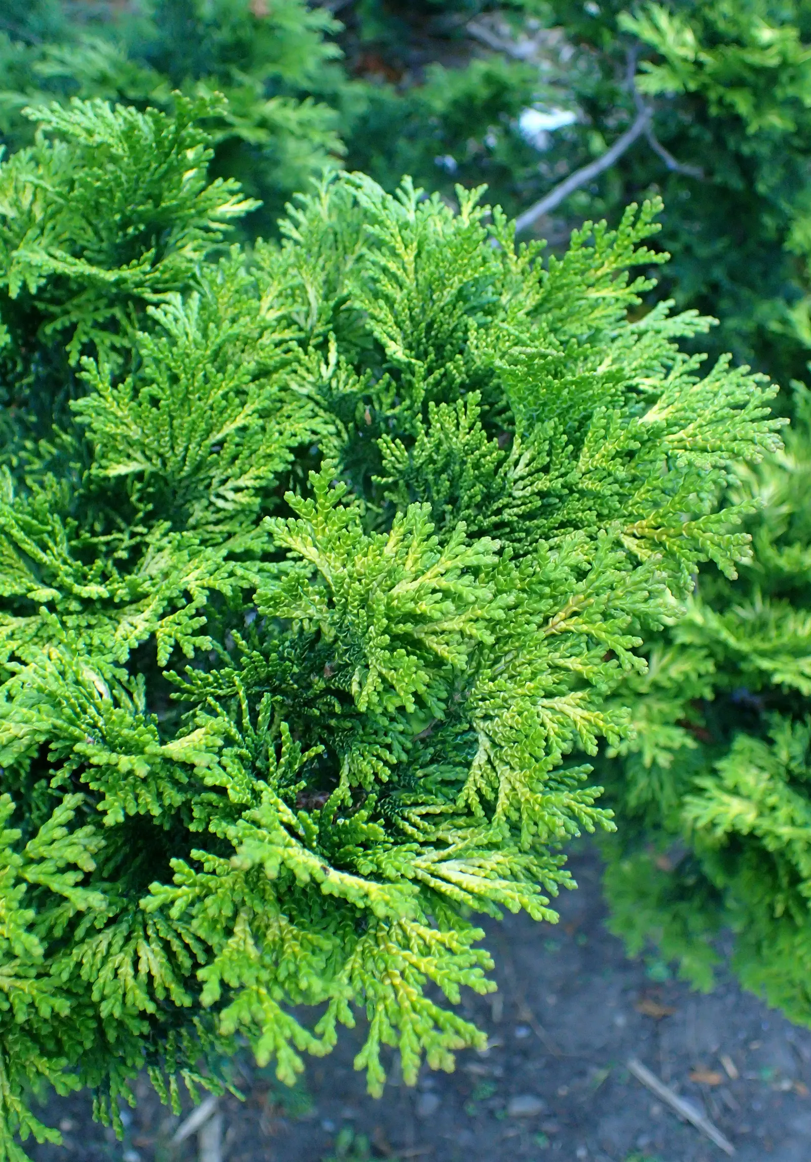 Verdon Hinoki Cypress (Chamaecyparis Obtusa 'Verdoni') — The Verdon Hinoki Cypress (Chamaecyparis obtusa 'Verdoni') is a compact