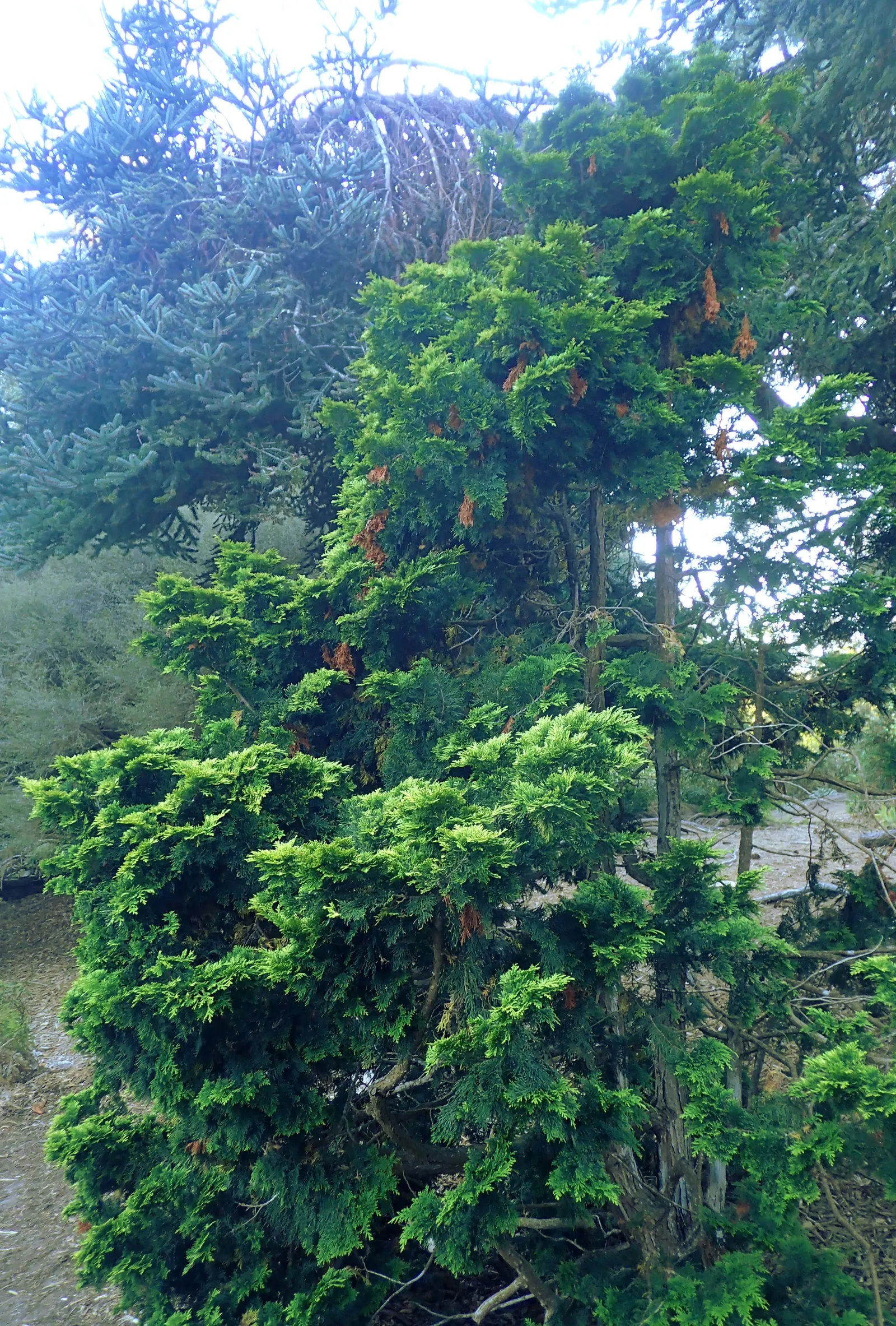 Verdon Hinoki Cypress (Chamaecyparis Obtusa 'Verdoni') — noted for its golden-yellow foliage and conical shape