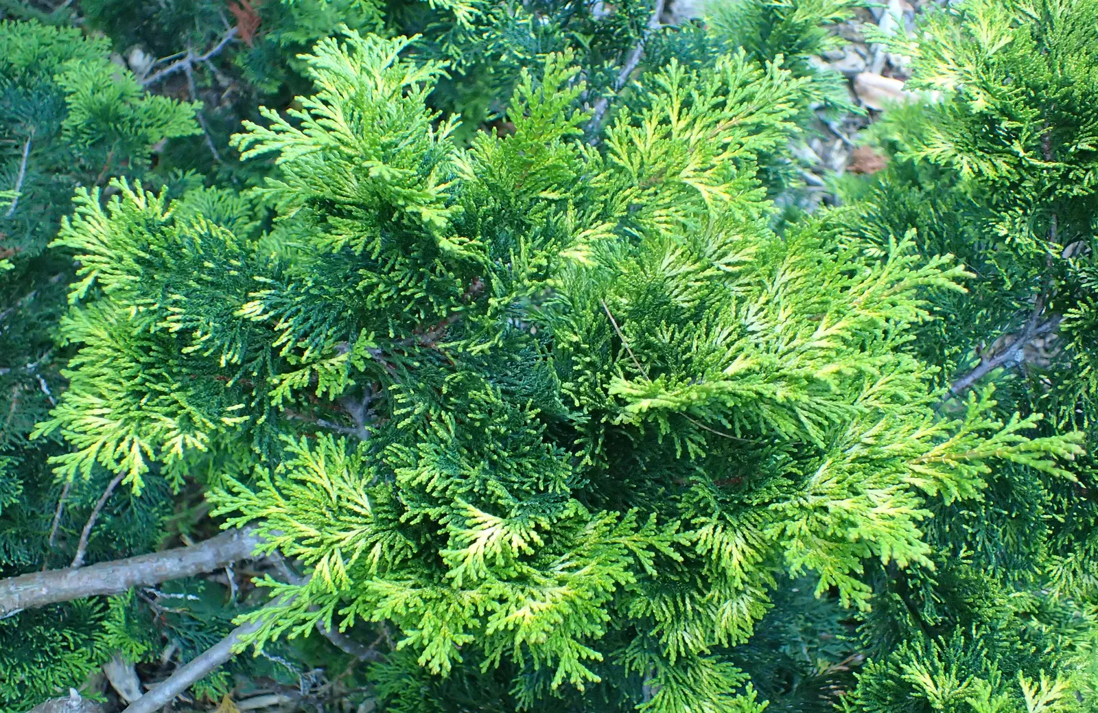 Verdon Hinoki Cypress (Chamaecyparis Obtusa 'Verdoni') — Maturing at 3 to 5 feet high with a 1.5 to 2 feet spread, it's perfect for small spaces