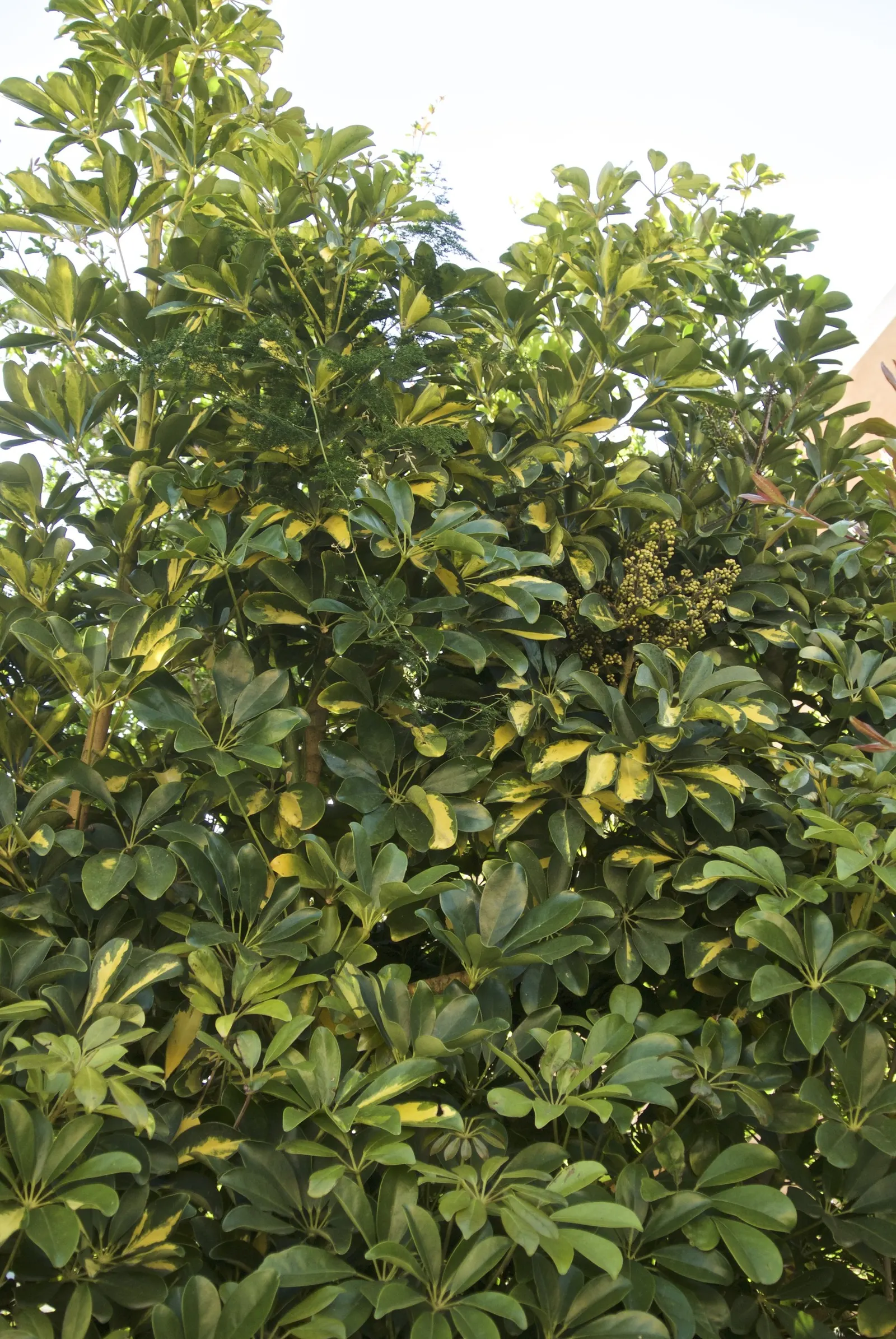 Variegated Hawaiian Elf Schefflera (Schefflera Arboricola Variegata) — The Variegated Hawaiian Elf Schefflera (Schefflera arboricola 'Variegata') is a dwarf