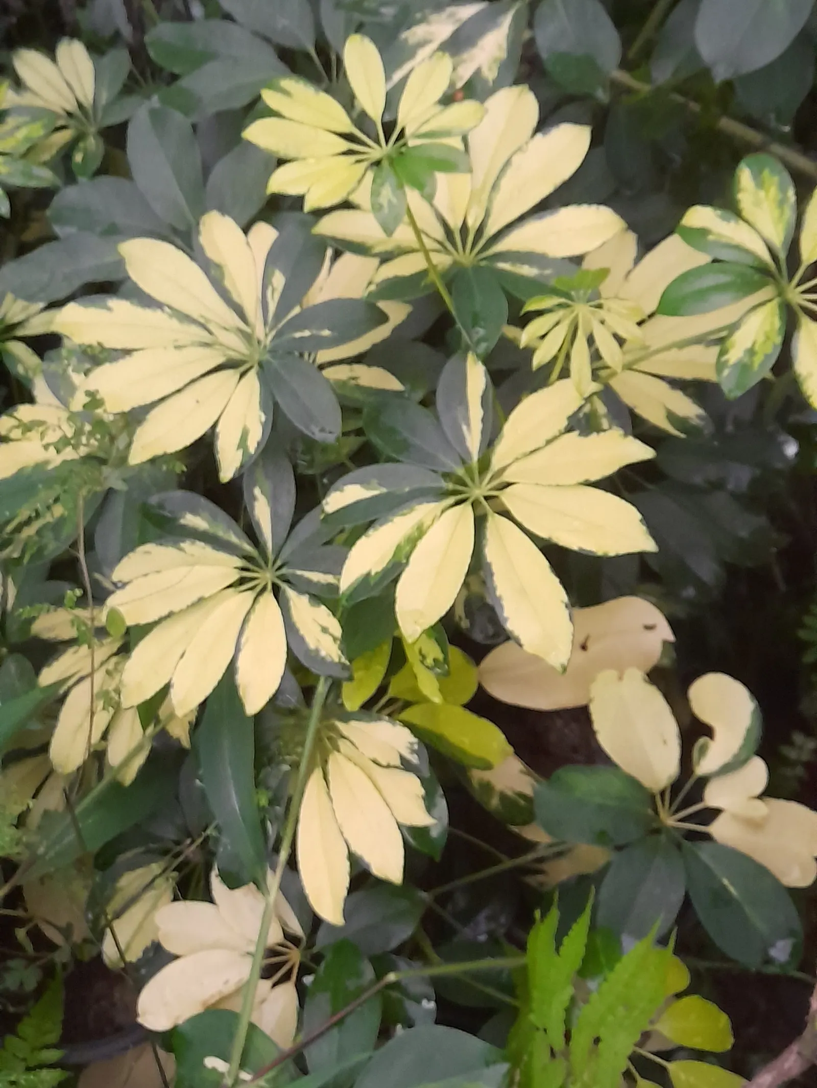 Variegated Hawaiian Elf Schefflera (Schefflera Arboricola Variegata) — ornamental shrub featuring creamy white and green foliage