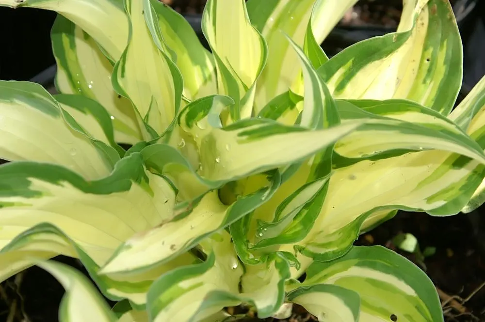 Fortune Hosta (Hosta Fortunei) — heart-shaped leaves that can span up to 8 inches in width and 10 inches in length