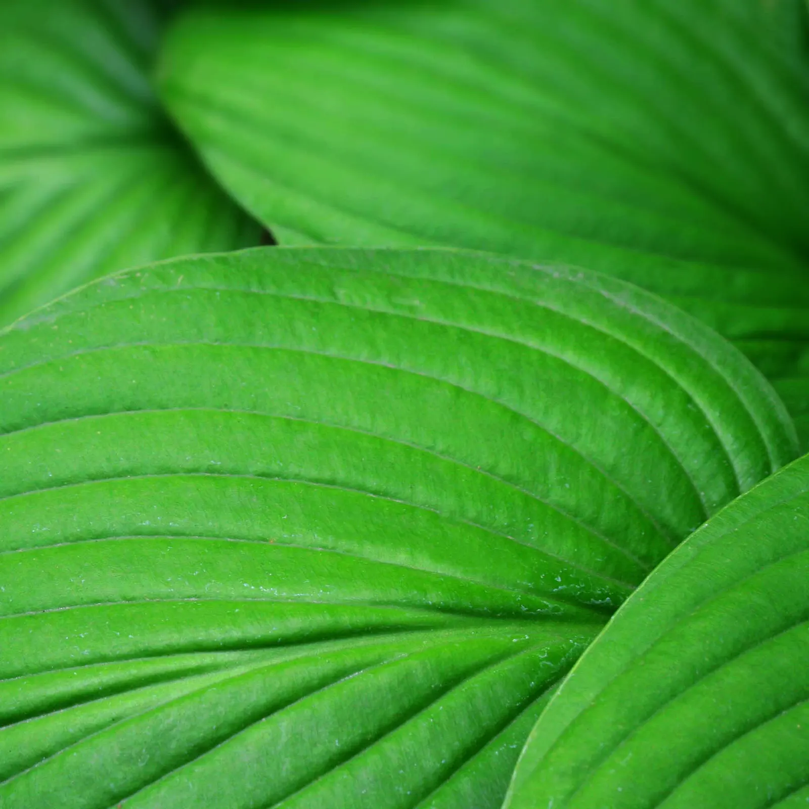 Fortune Hosta (Hosta Fortunei) — Summer blooms of pale lavender arise on 30-inch stalks