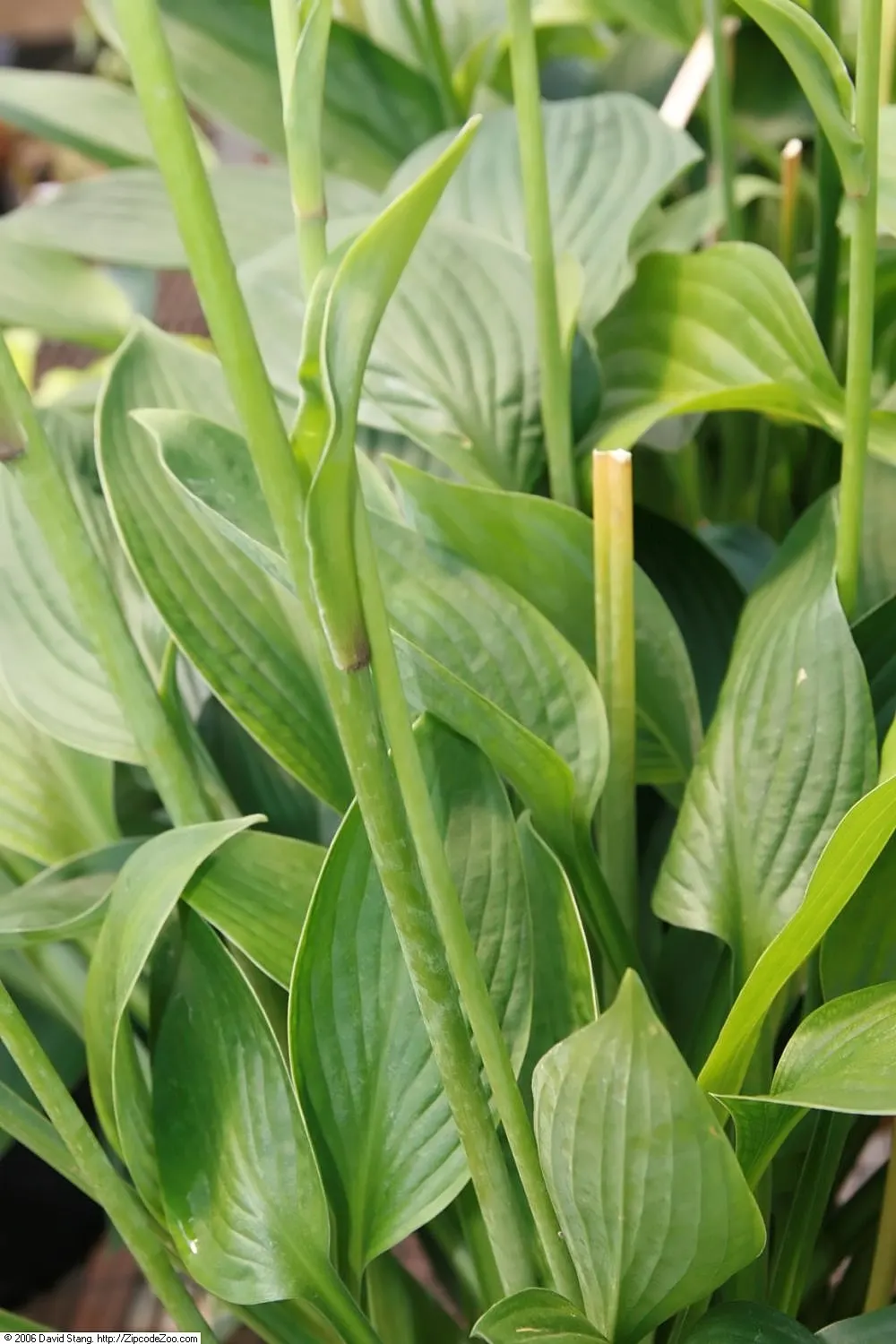 Fortune Hosta (Hosta Fortunei) — trumpet-shaped flowers on stalks that can reach up to 30 inches tall