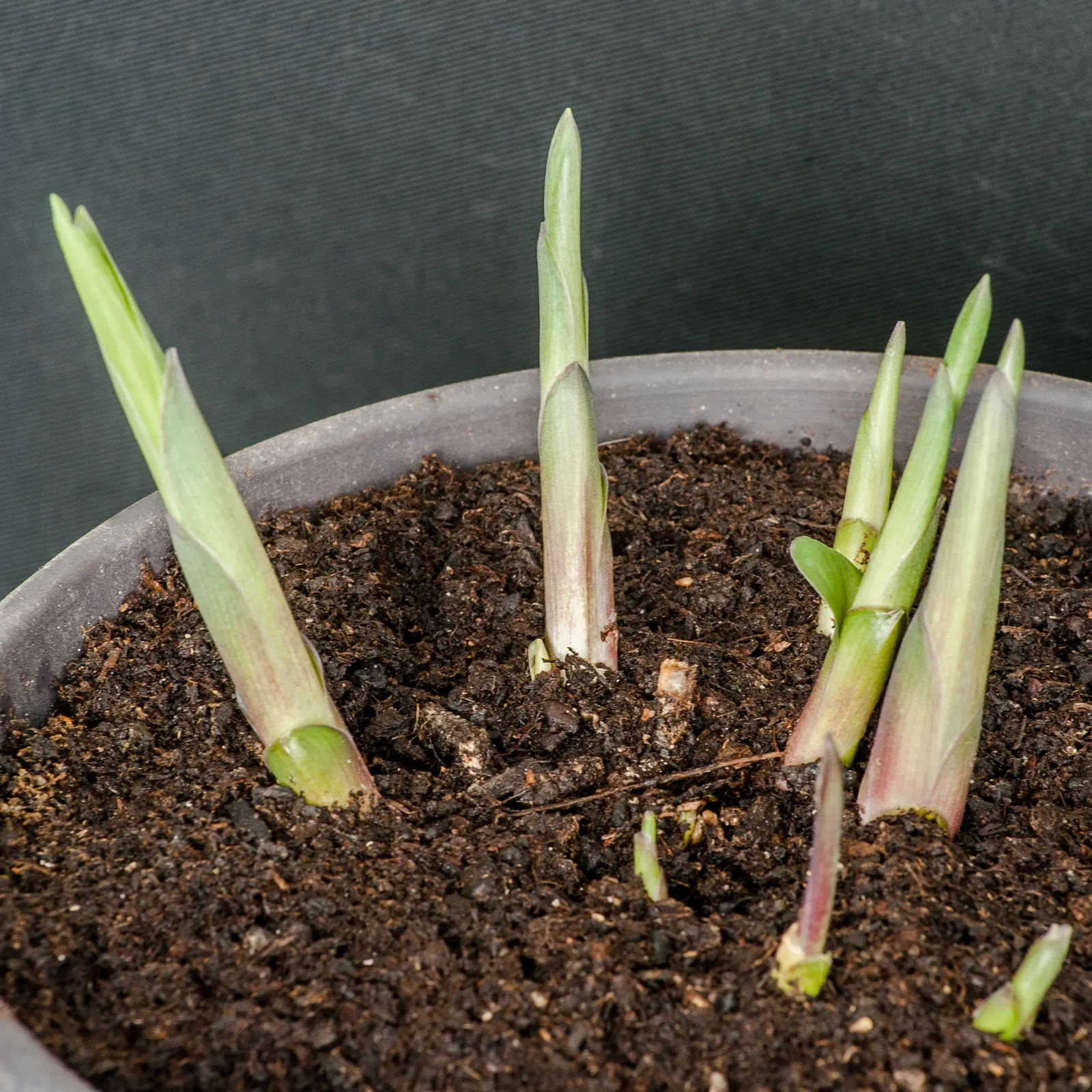 Fortune Hosta (Hosta Fortunei) — it's a low-maintenance choice