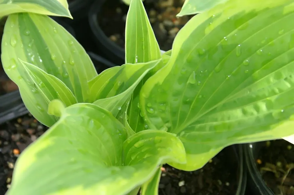 Fortune Hosta (Hosta Fortunei) — scientifically known as Hosta fortunei