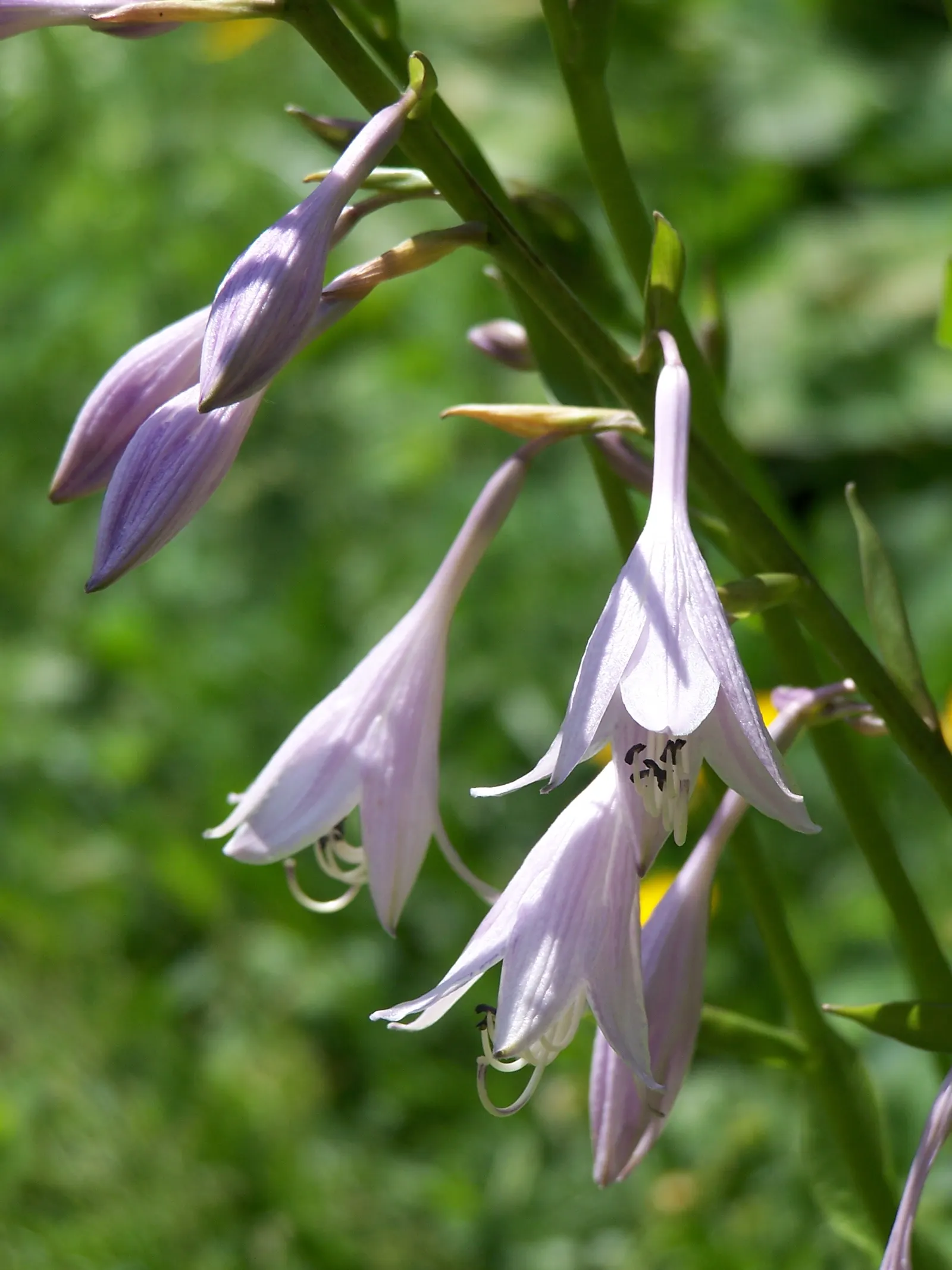 Fortune Hosta (Hosta Fortunei) — Leaves range from chartreuse to deep green, with a spread of 36-48 inches and a height of 18-24 inches