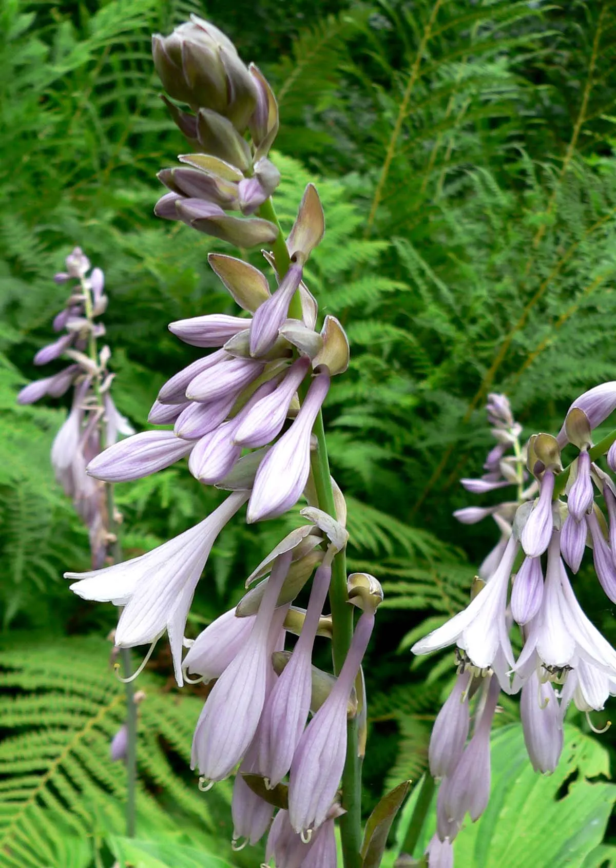 Fortune Hosta (Hosta Fortunei) — Mulch to retain moisture and deter weeds